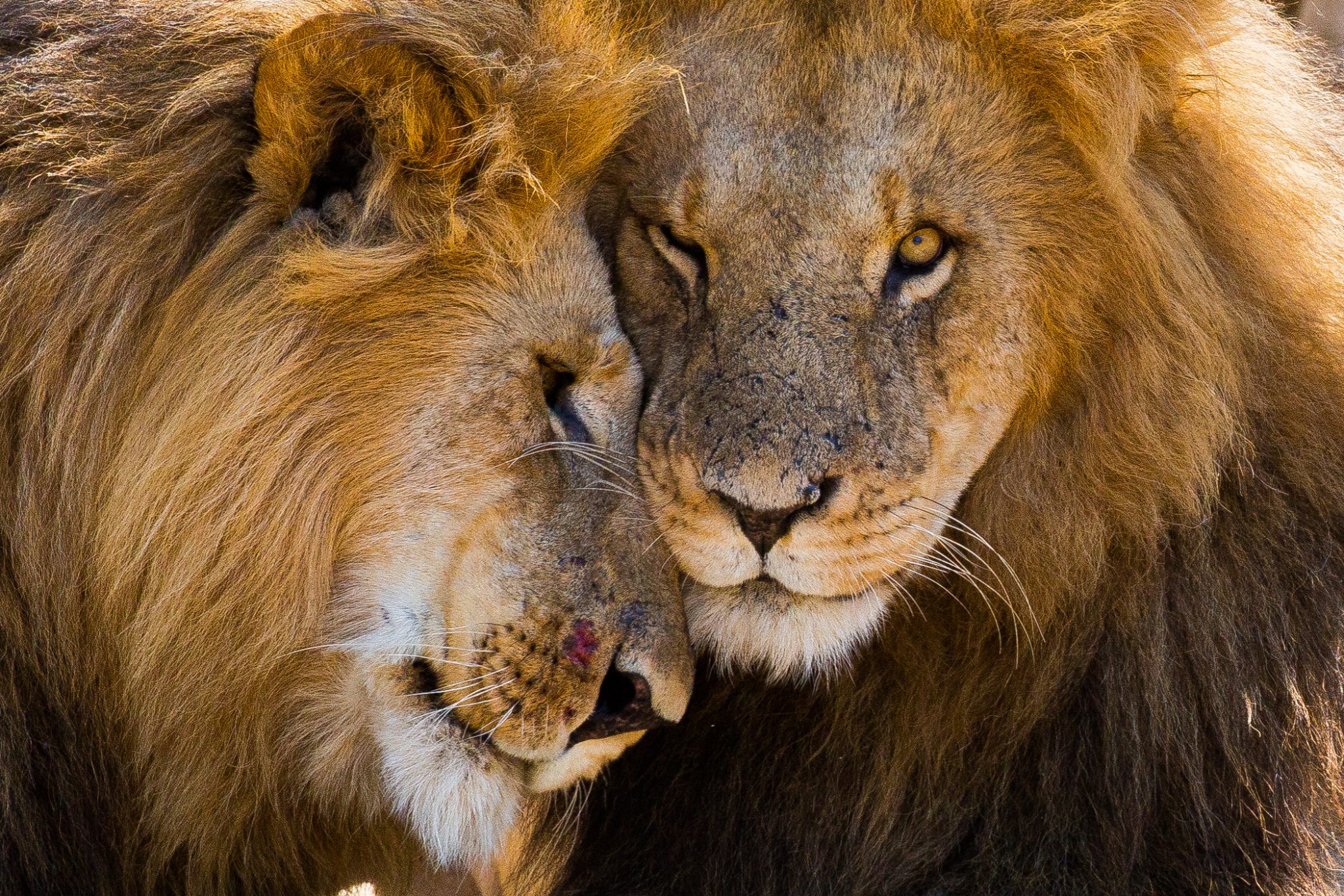The Guardian