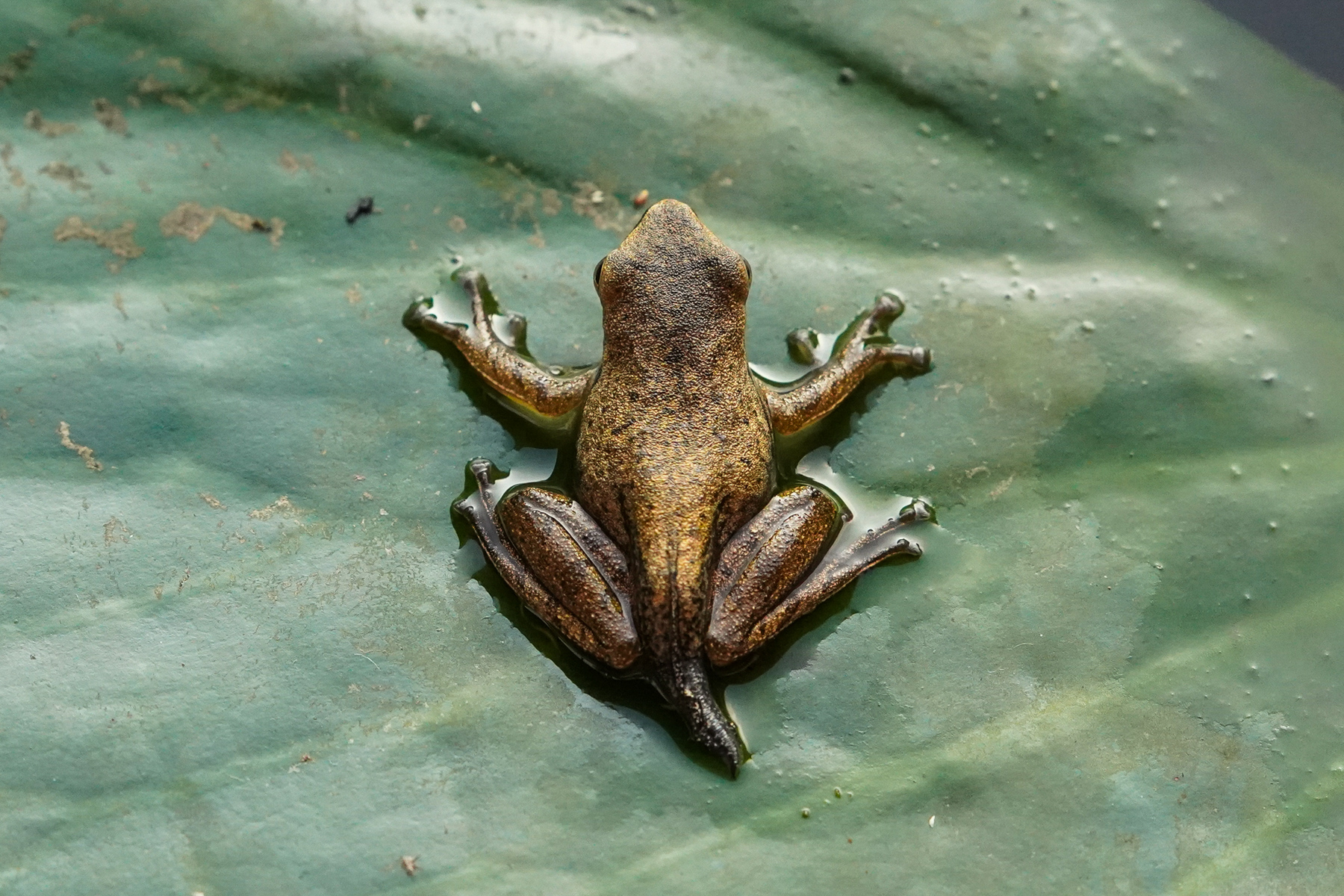 EcoWatch