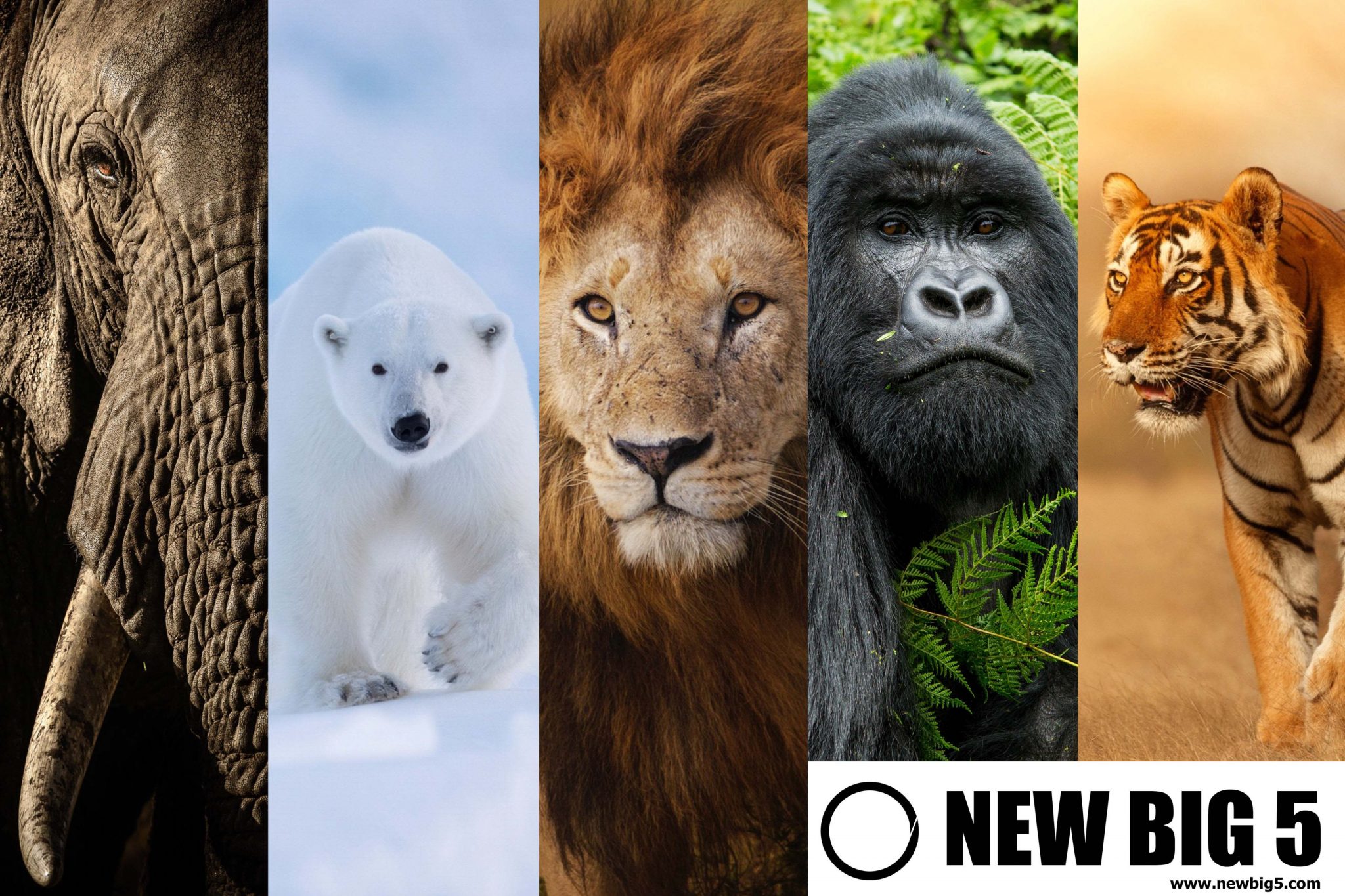 BBC Wildlife