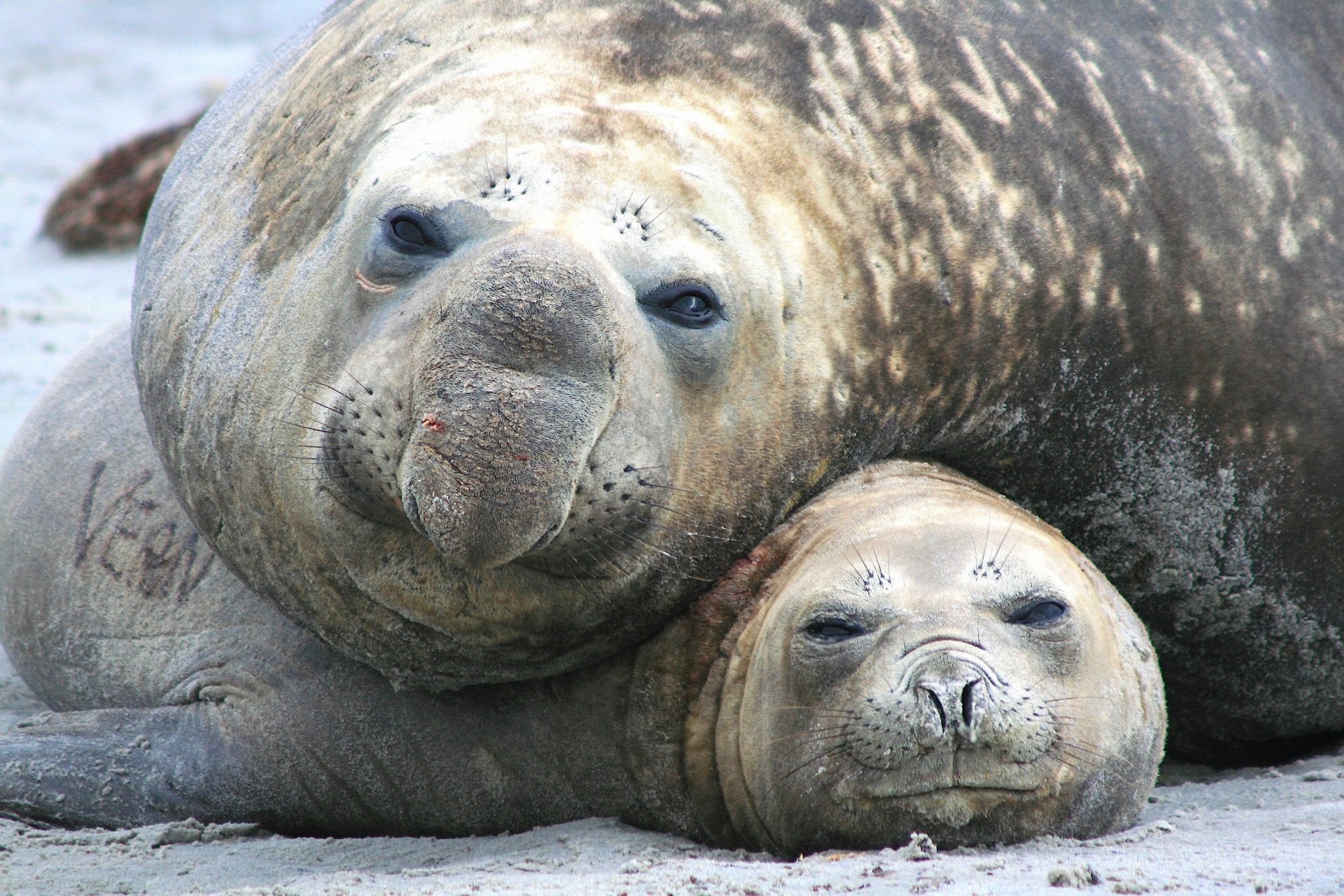 Elephant seals, Saunders Island, The Falklands