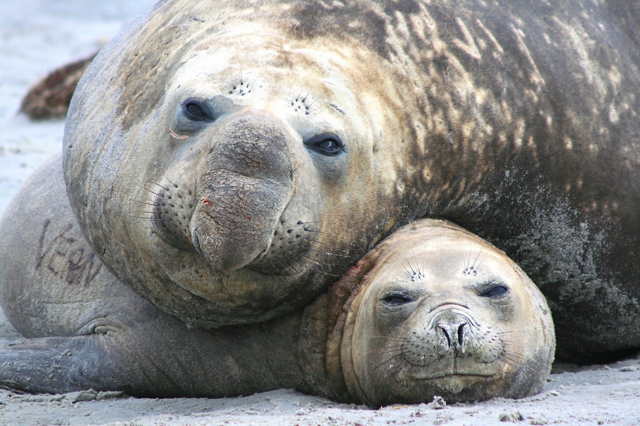 Elephant Seals, Sealion Island, The Falklands