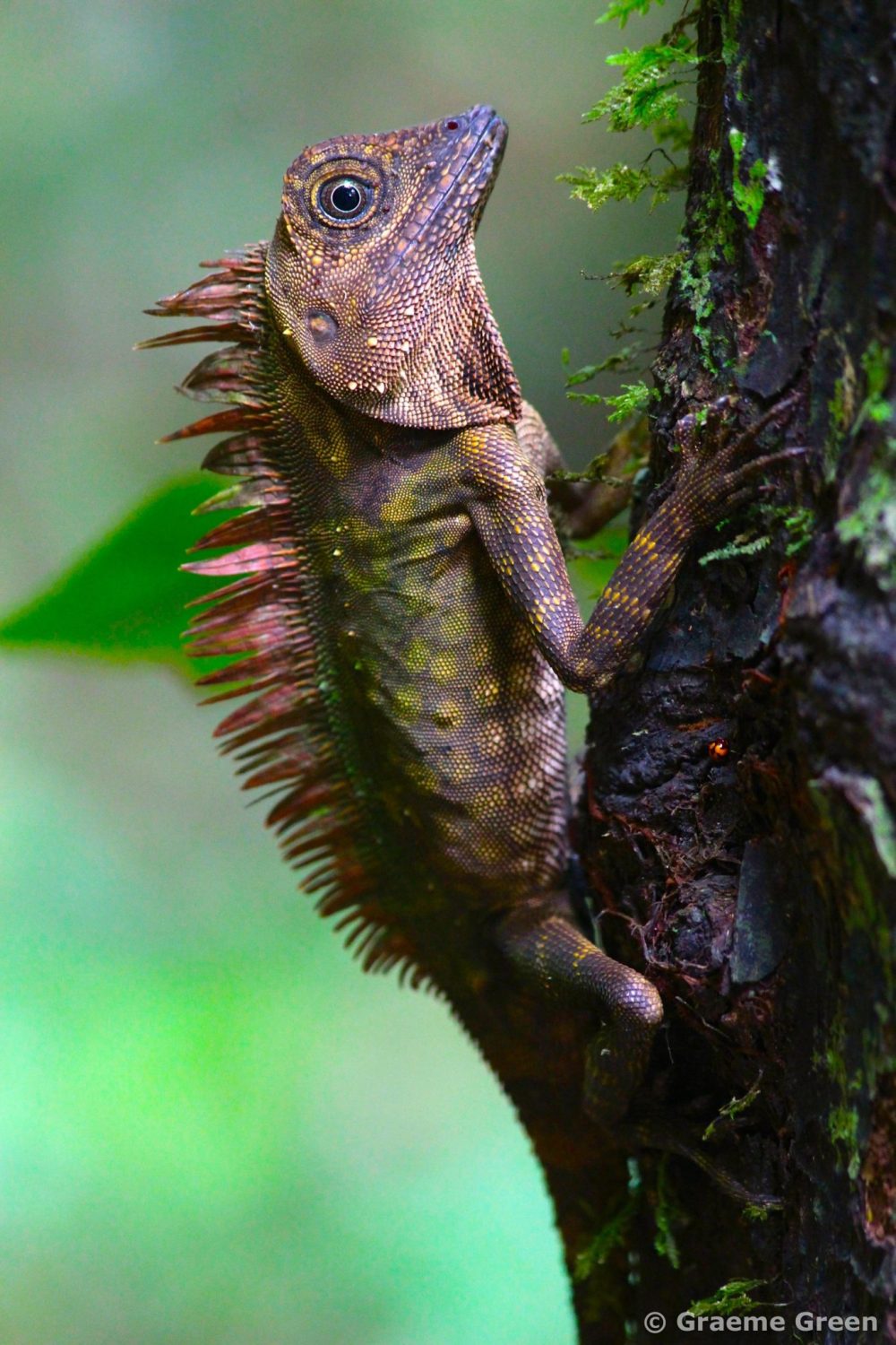 Blue-eyed lizard clutching a tree trunk in Gunung Mulu National Park, Malaysia
