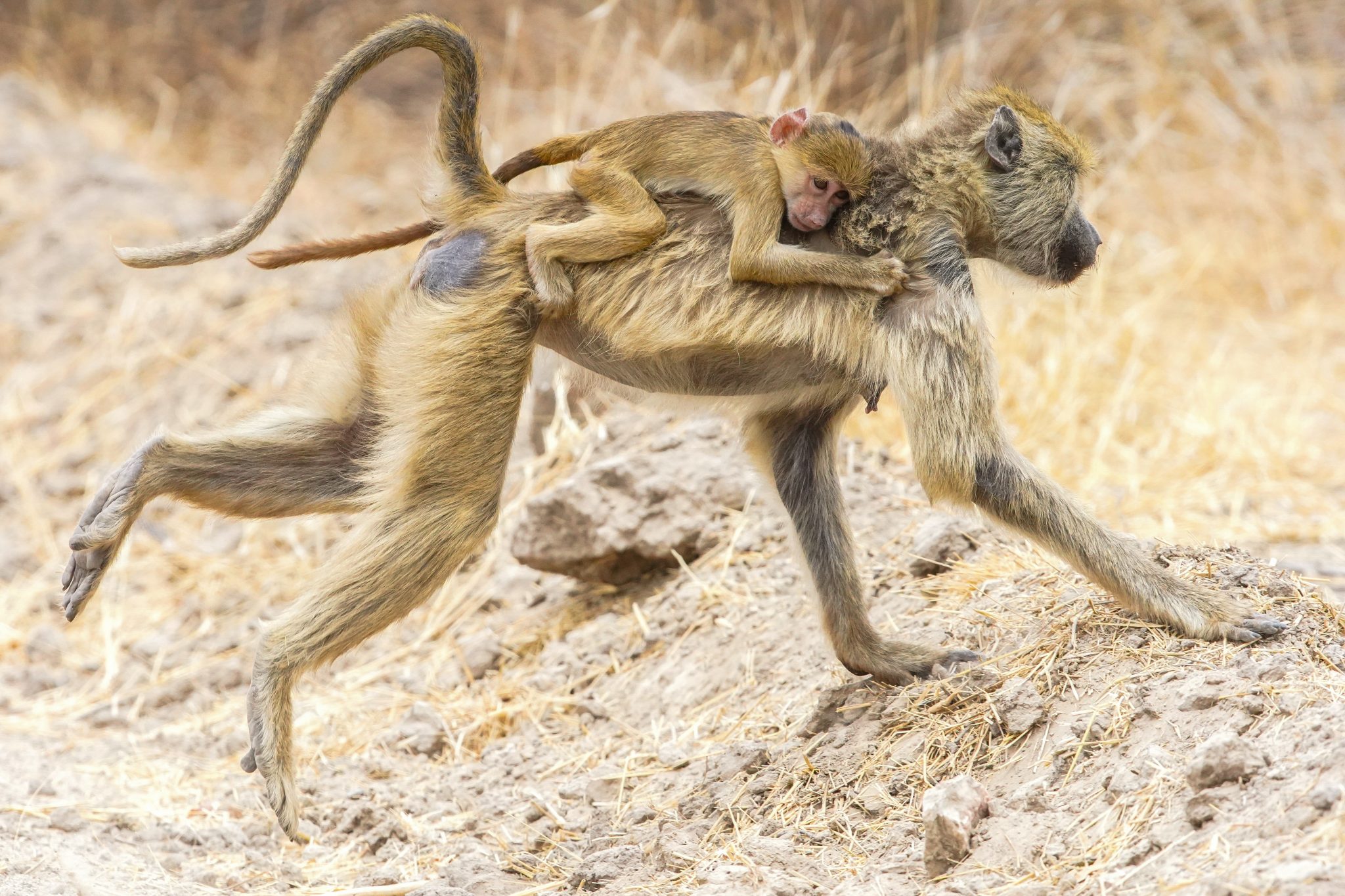 Primates