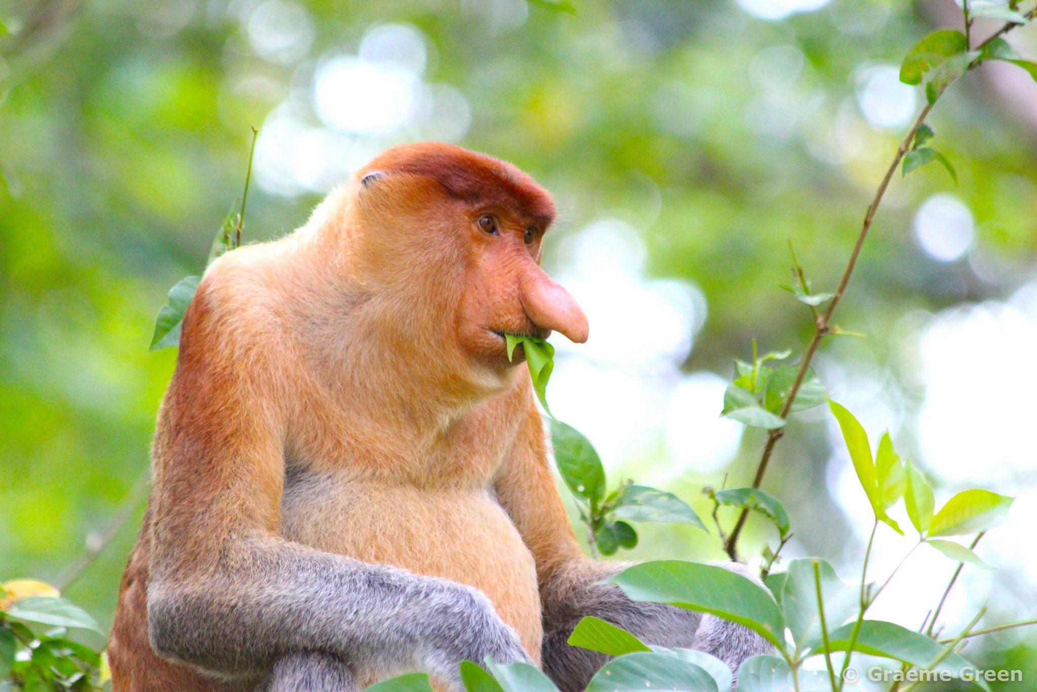 Proboscis monkey eating leaves in Bako National Park, Malaysia