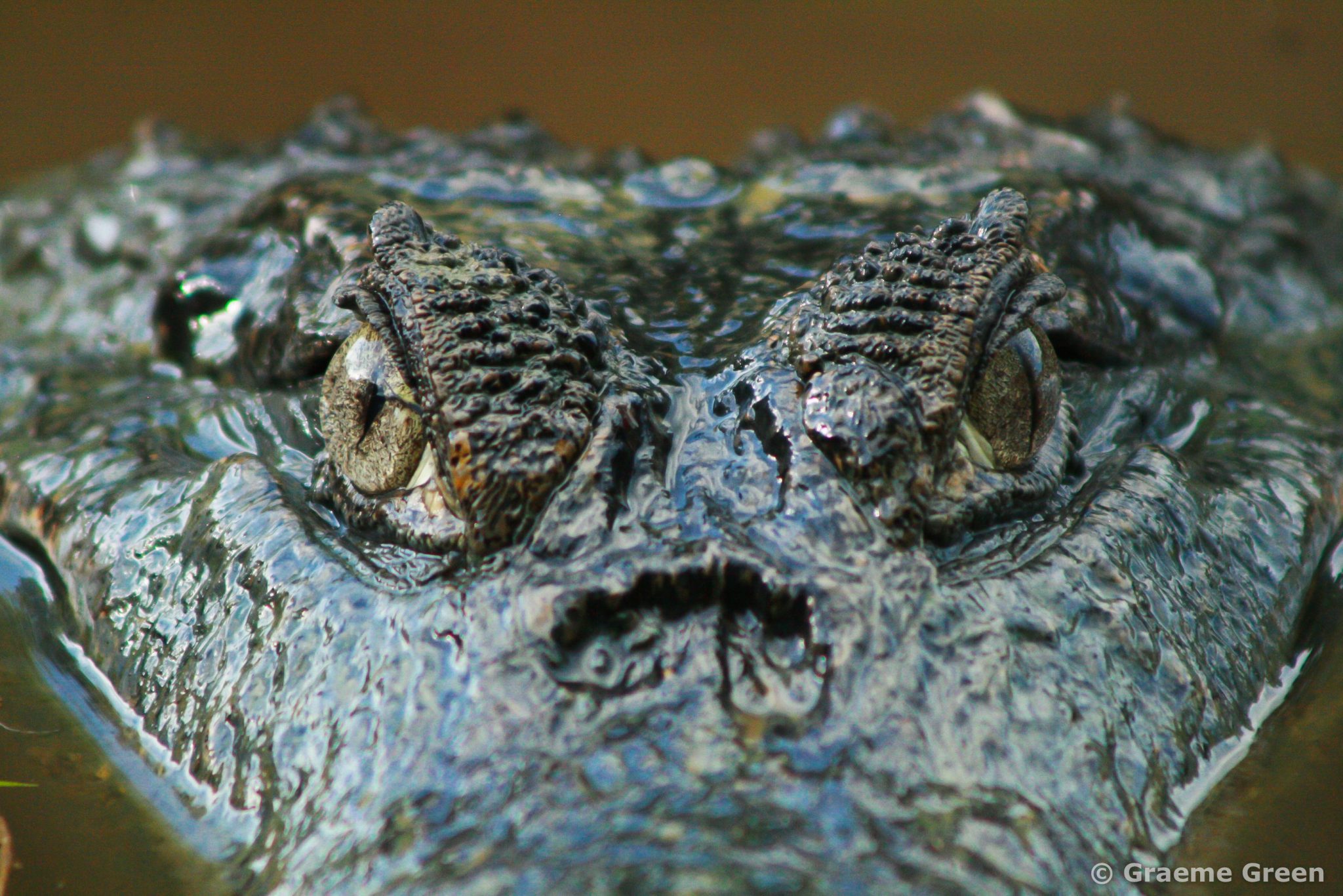 Eyes of a crocodile in a river in Los Llanos, Venezuela