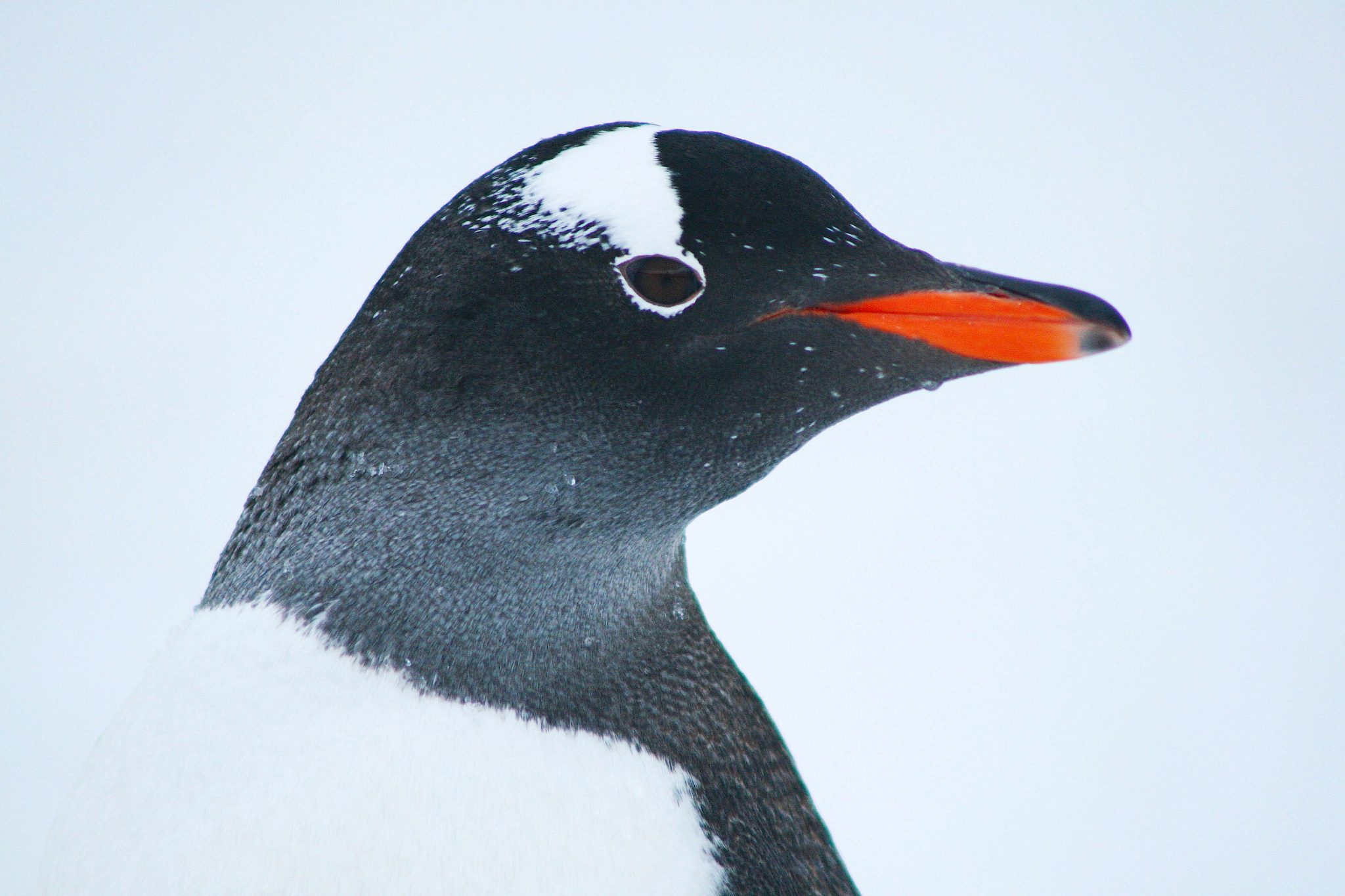 Gentoo penguin, Antarctica
