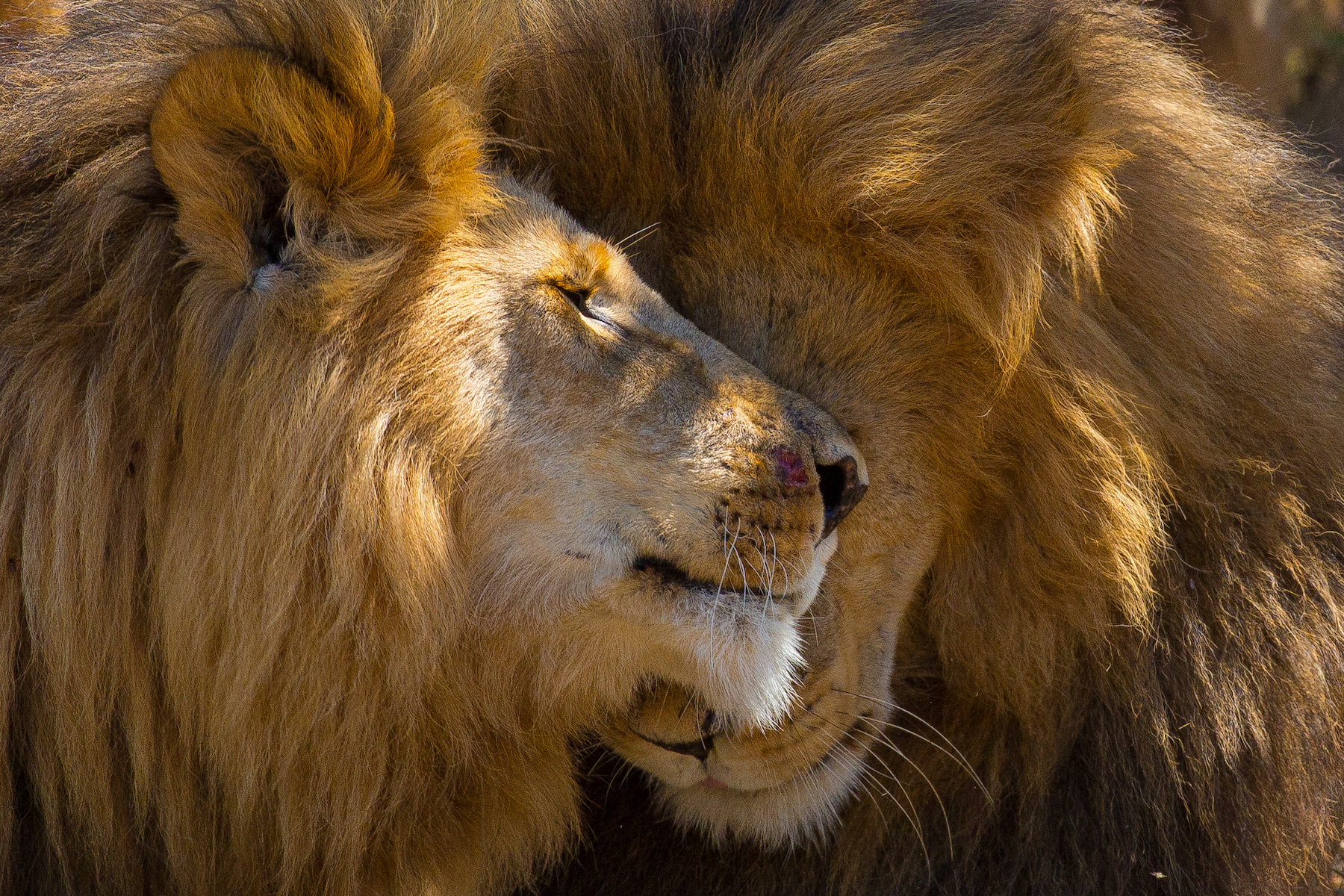 Wildlife