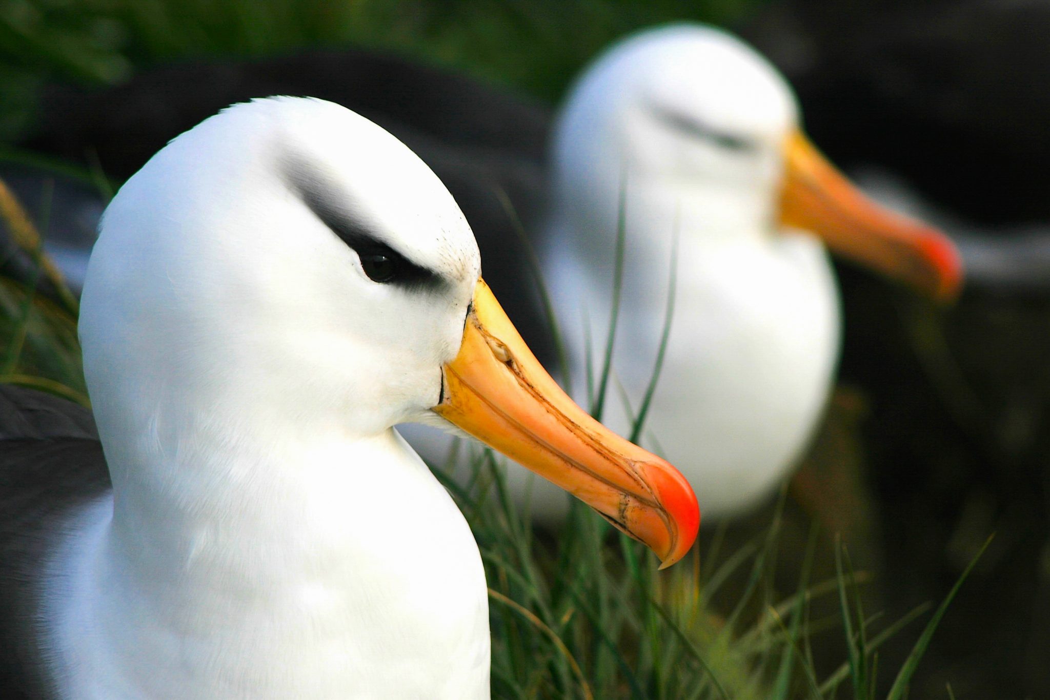 Albatrosses, West Point Island, The Falklands