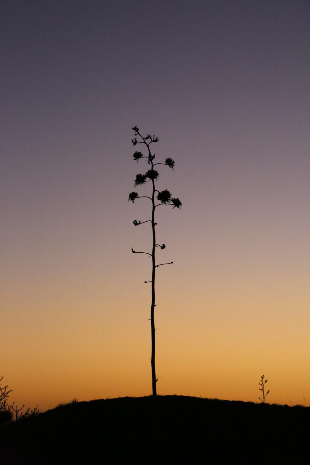 Balandra, La Paz, Baja California, Mexico