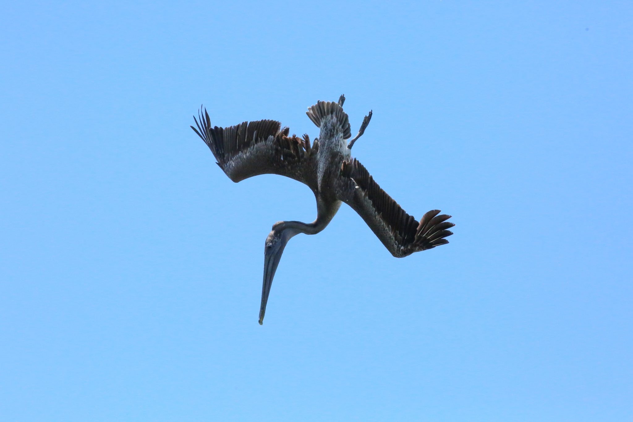 Pelica, Baja California, Mexico