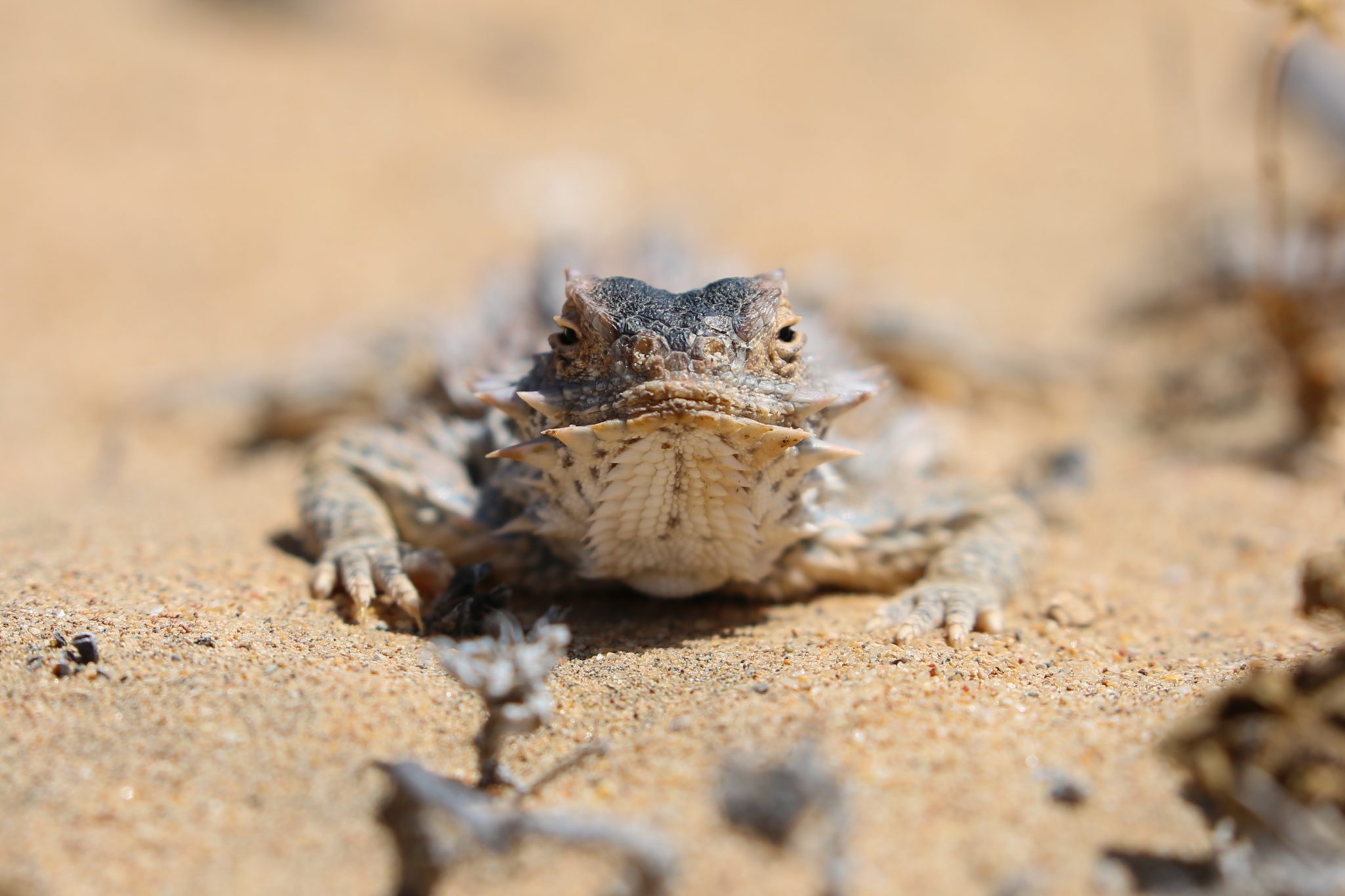 Horned lizard, Baja California, Mexico