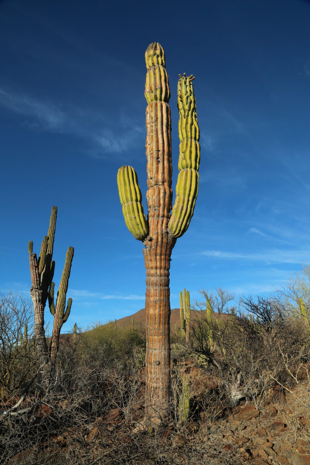 San Ignacio, Baja California, Mexico