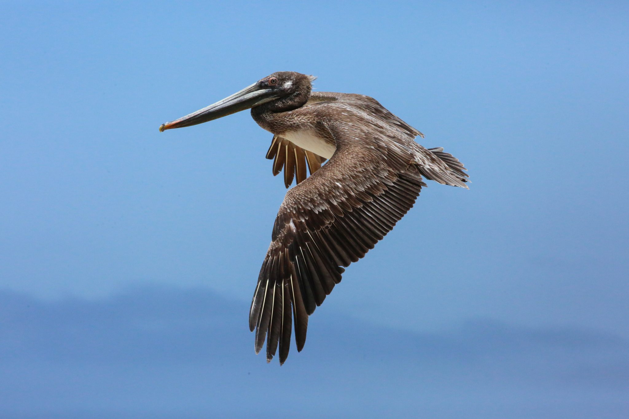 Pelica, Baja California, Mexico