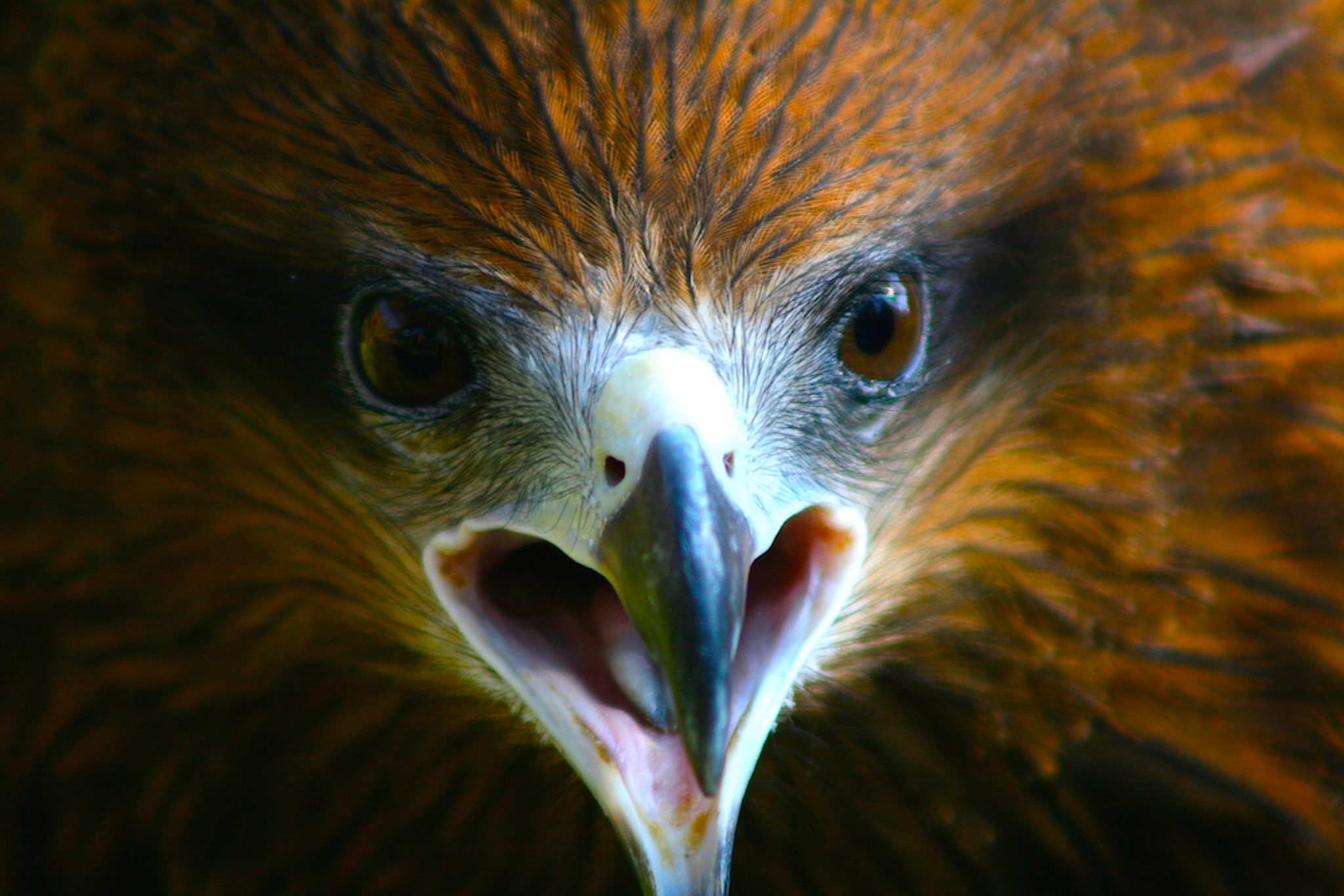 Black kite, Bandipur, Nepal