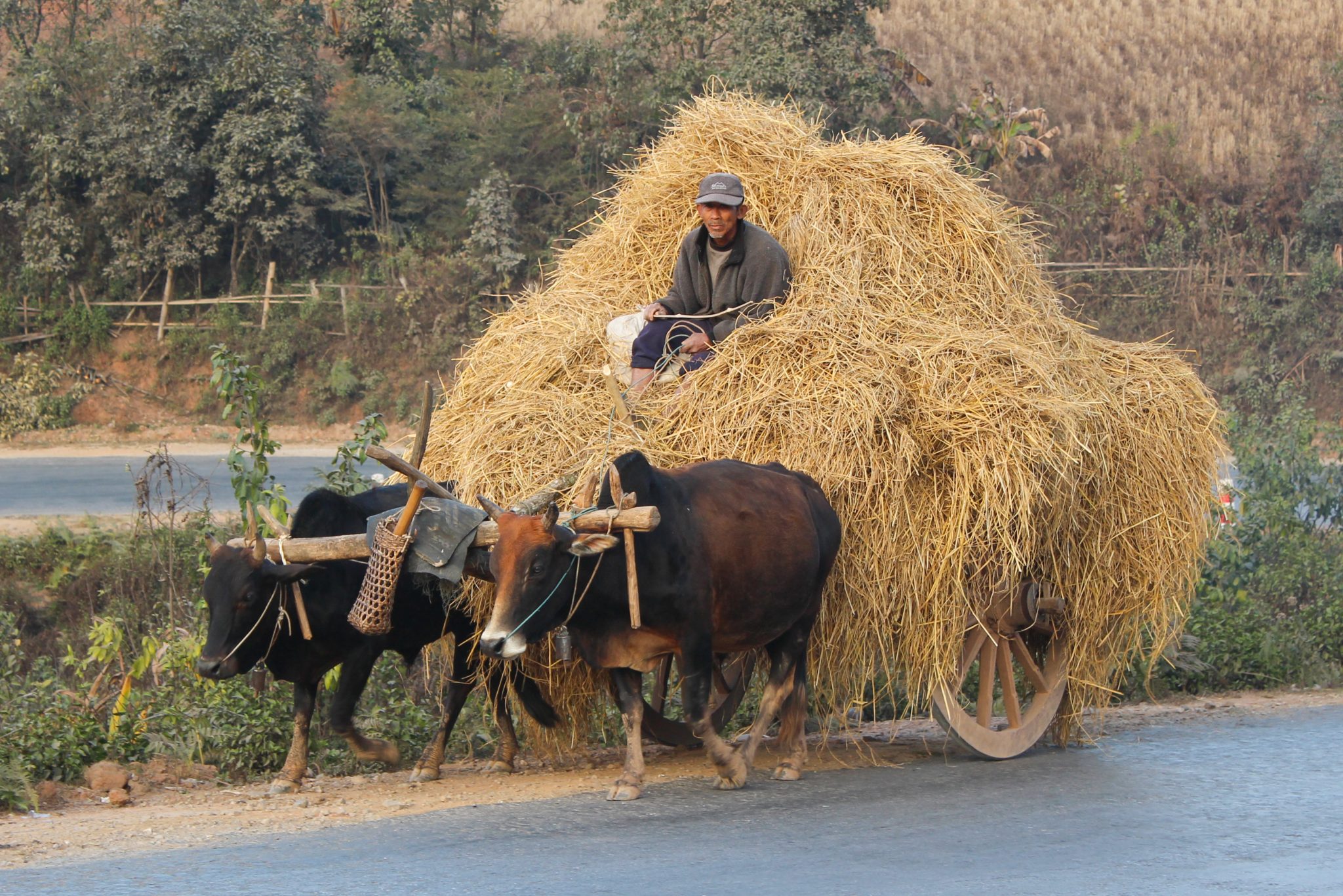 Farmer, Nyaungshwe, Myanmar
