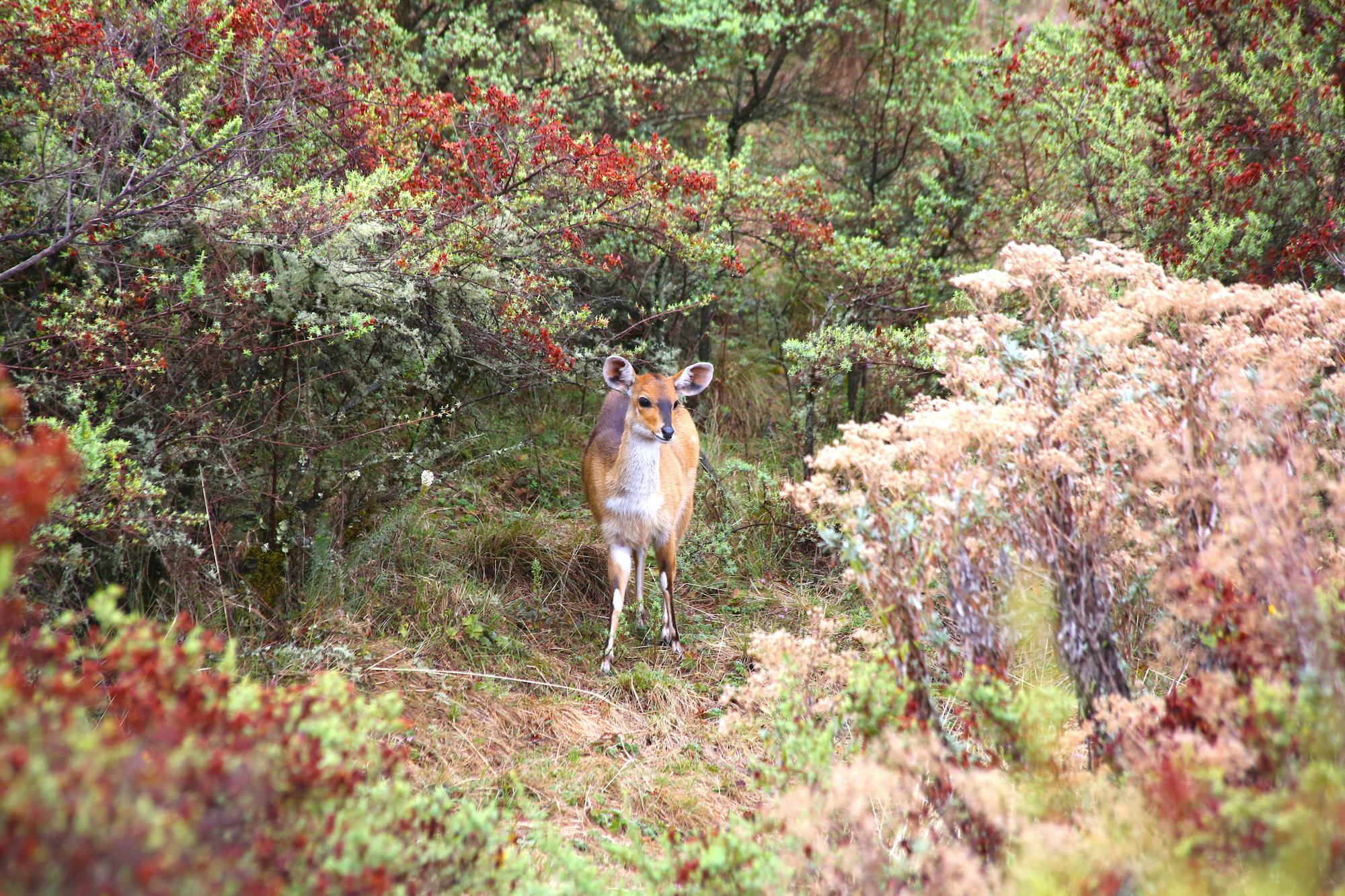 Bushbuck, Simien Mountains National Park, Ethiopia