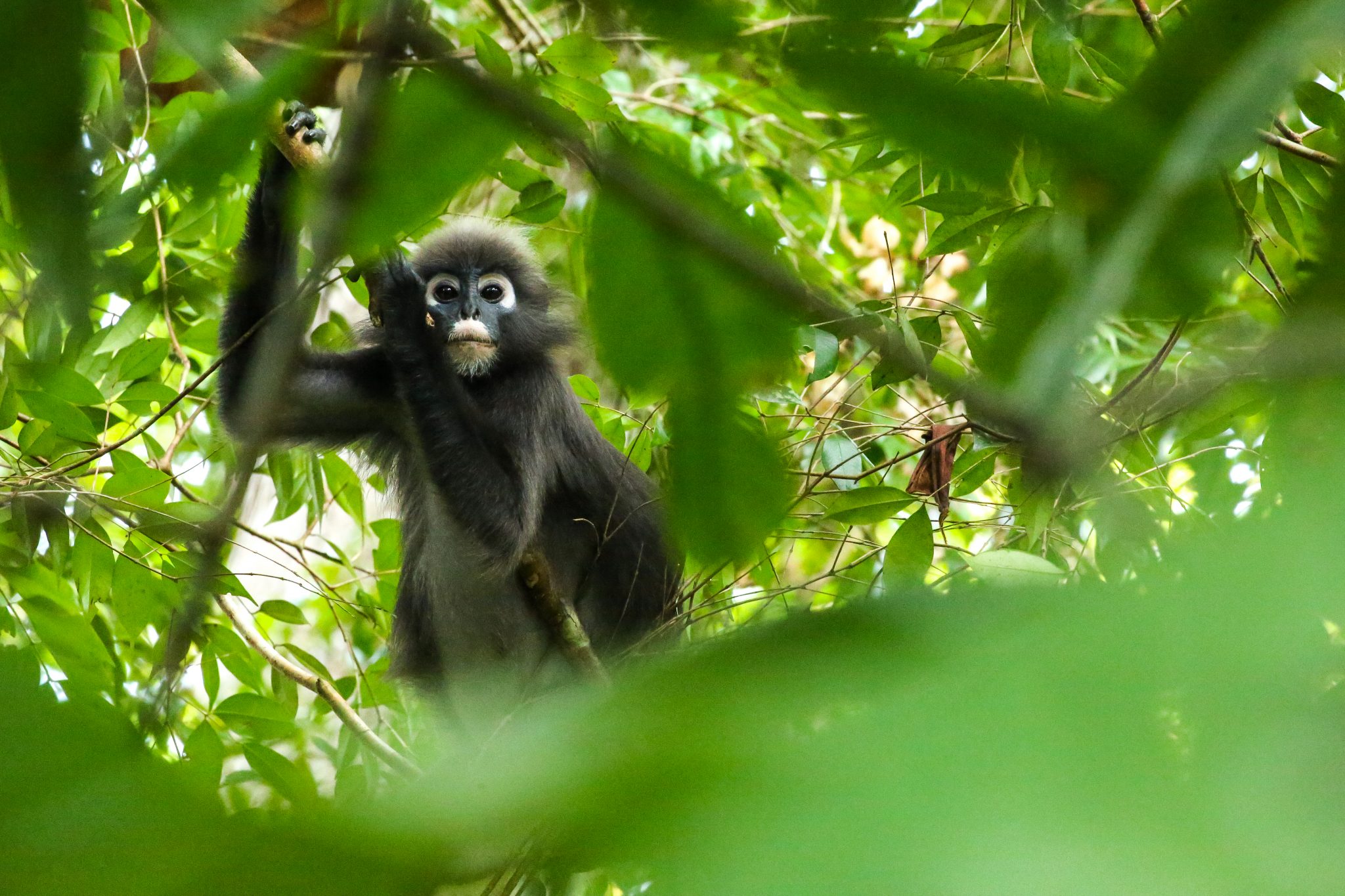 Spectacled langur, Langkawi, Malaysia