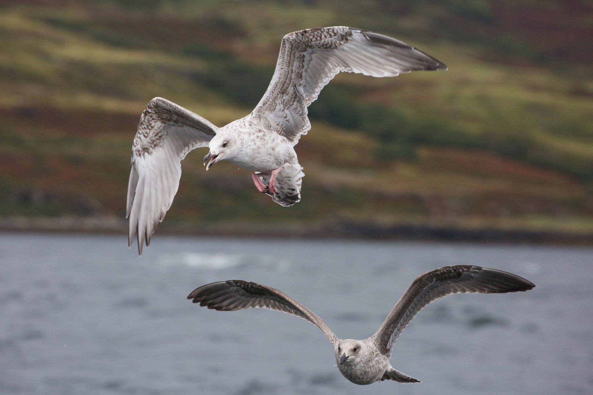 Herring gulls, Mull, Scotland