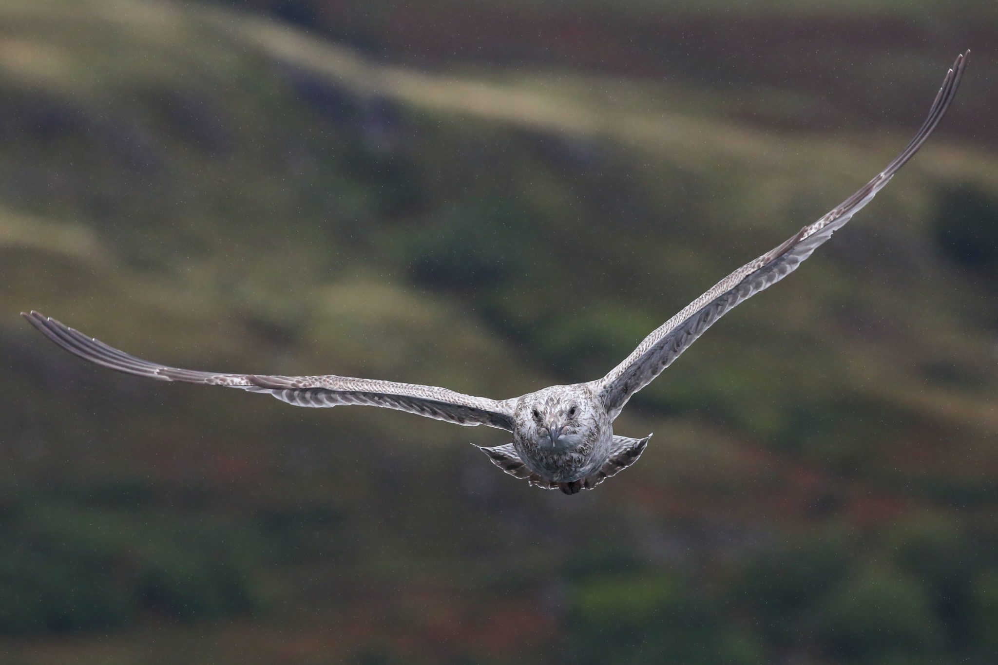 Herring gull, Mull, Scotland