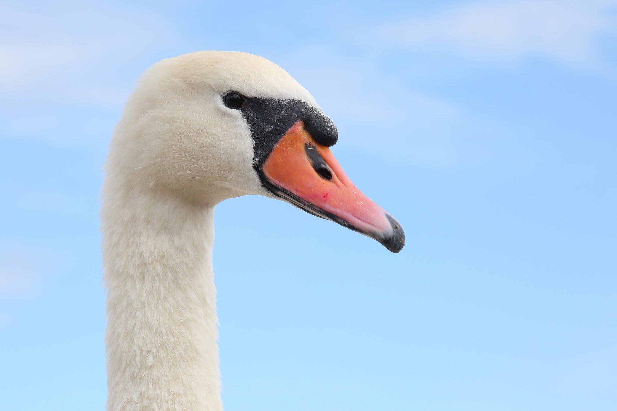 Swan, Abbotsbury, England
