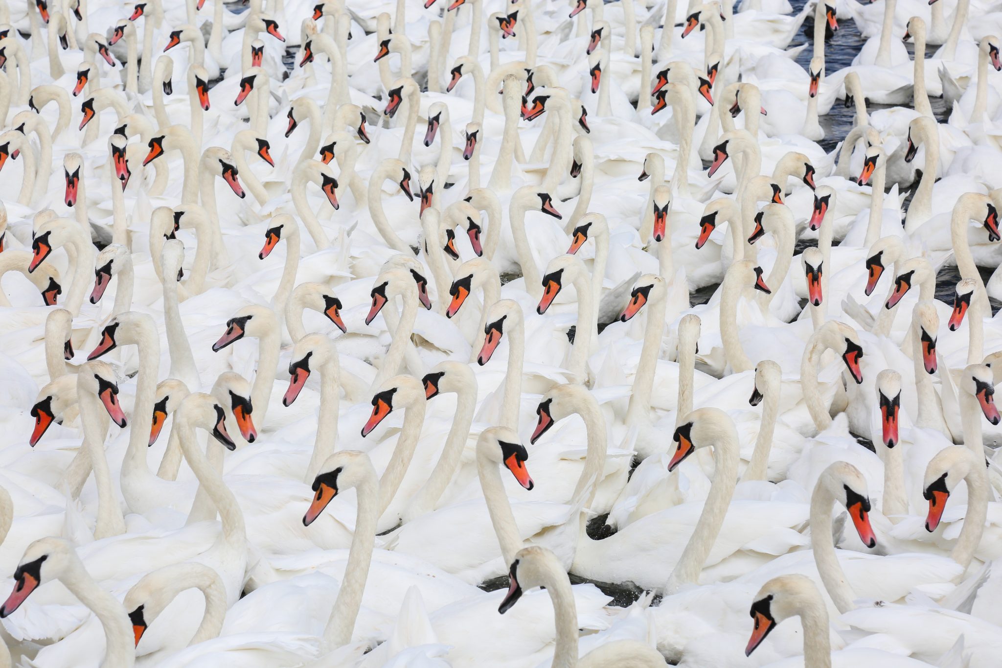 Swans, Abbotsbury, England