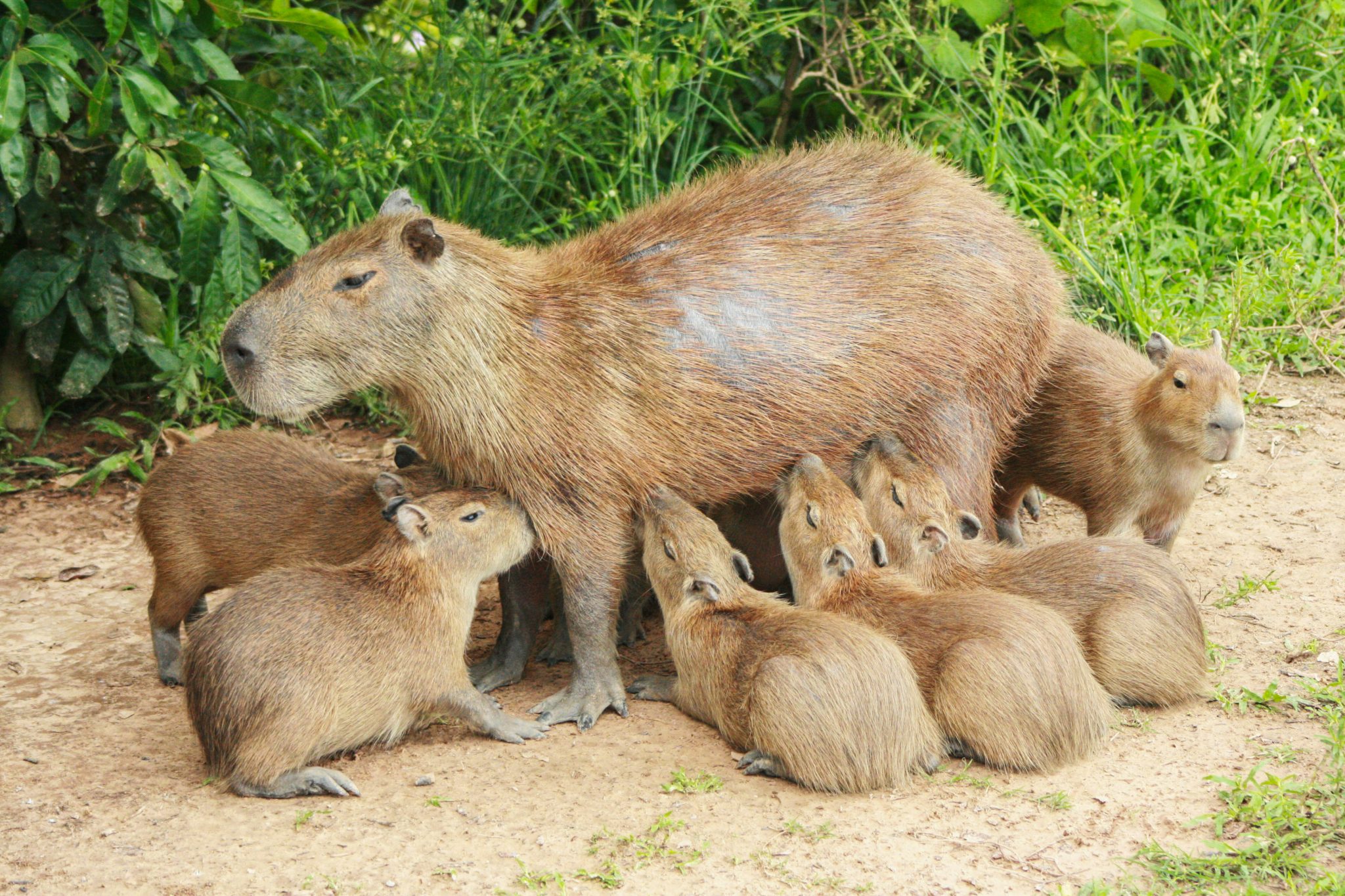 Capybaras, Los Llanos, Venezuela