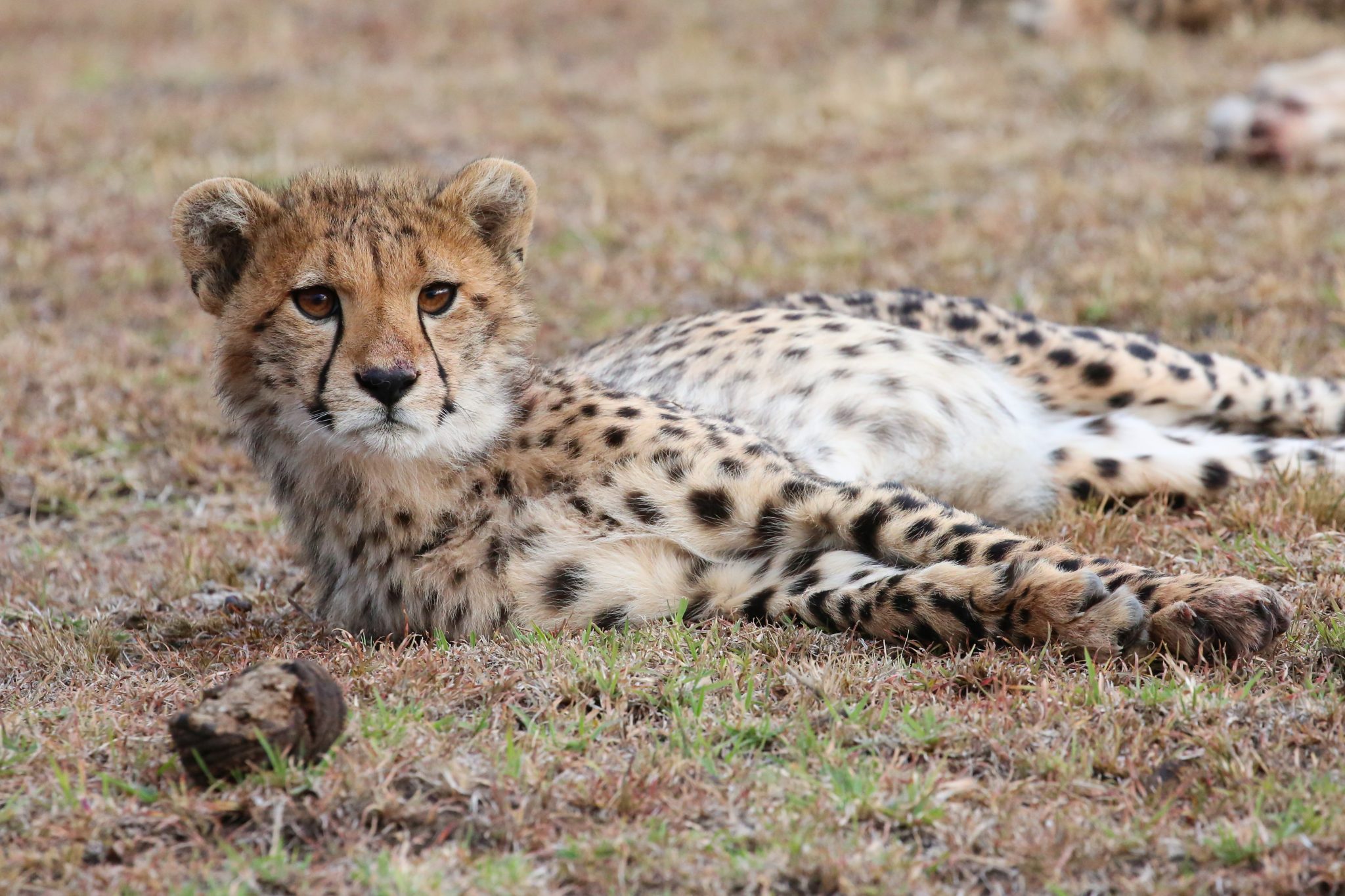 Cheetah, Naboisho Conservancy, Kenya