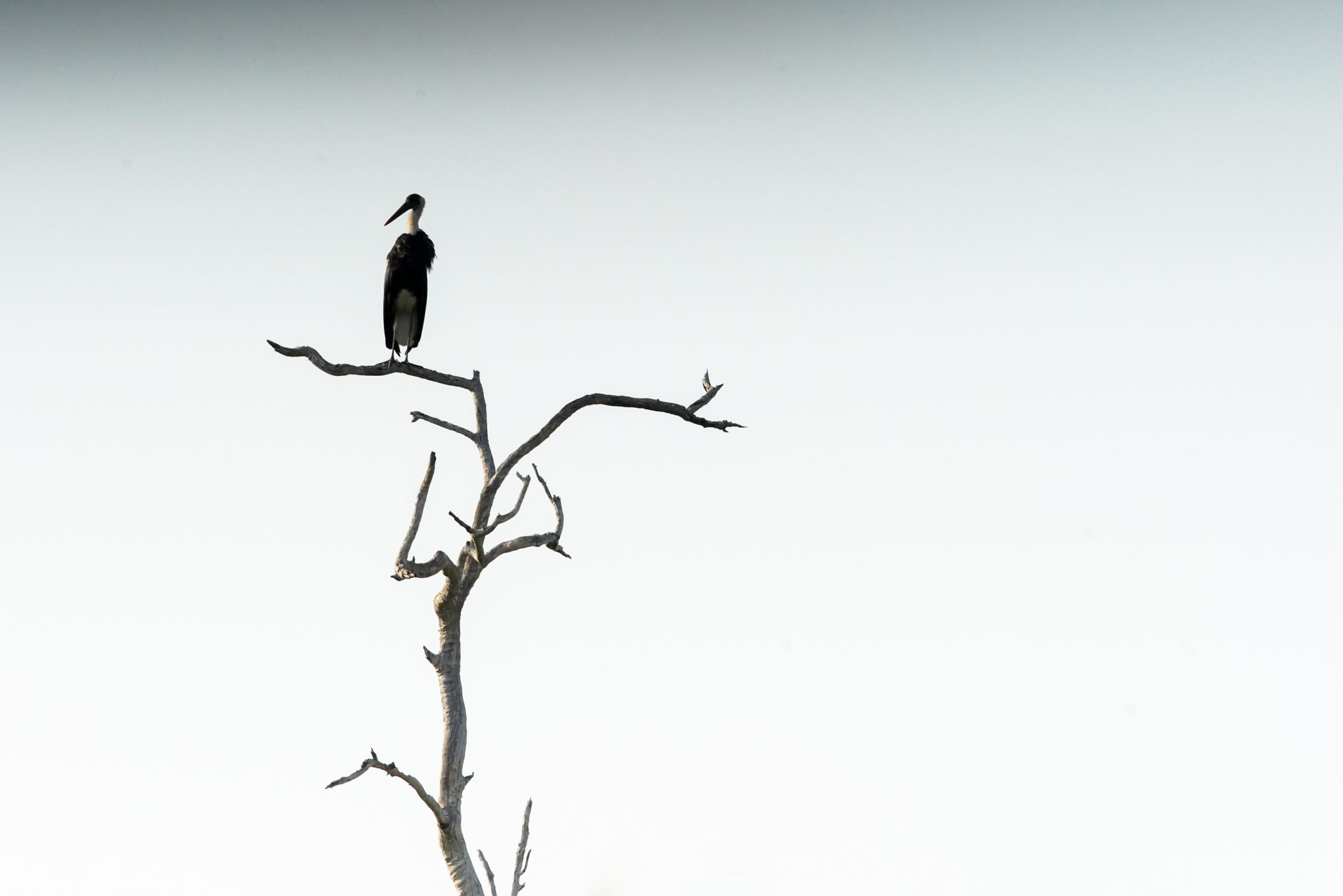 Yellow-billed stork, Selous Game Reserve, Tanzania