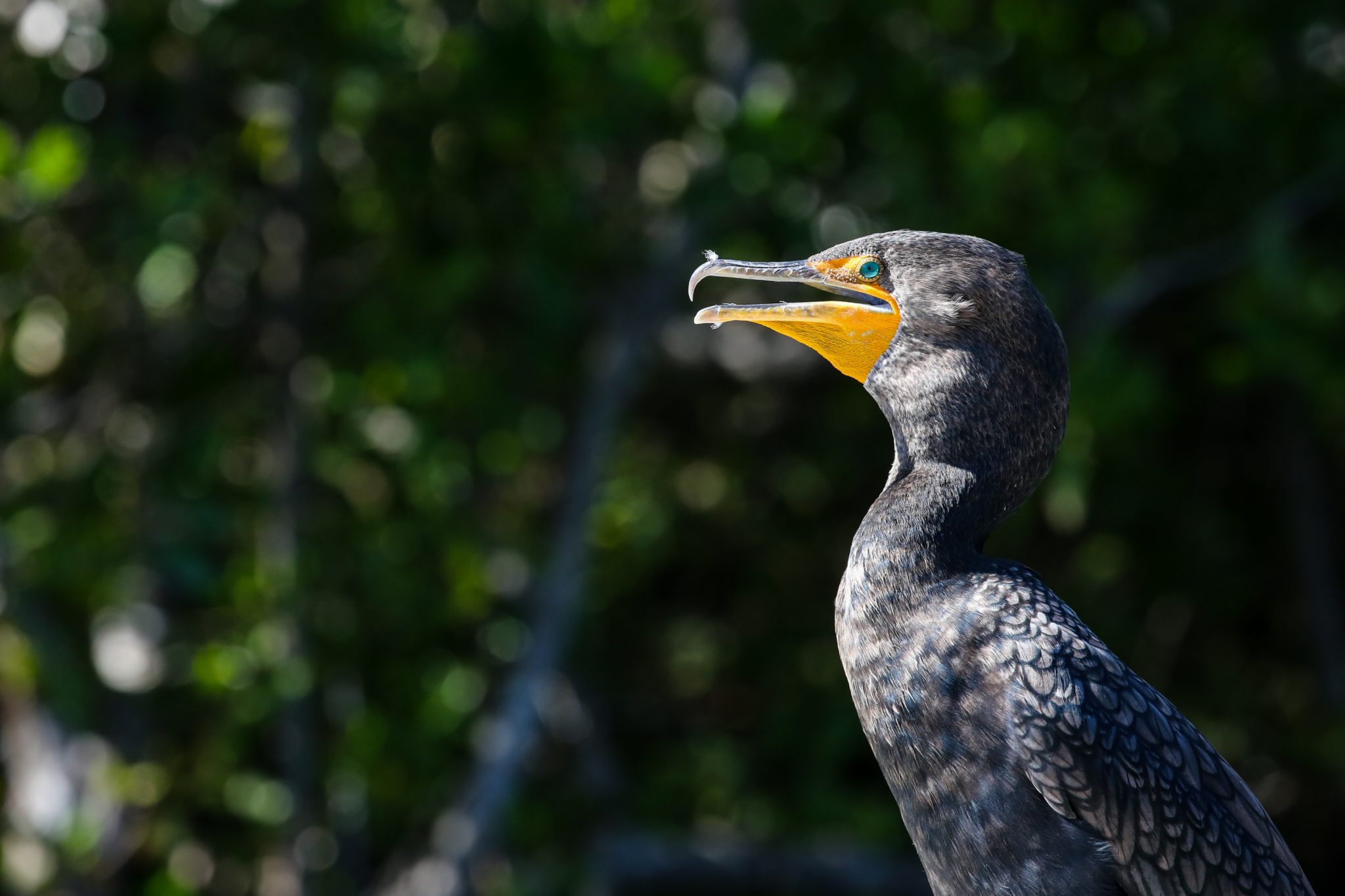 Double-crested cormorant, Yucatan, Mexico