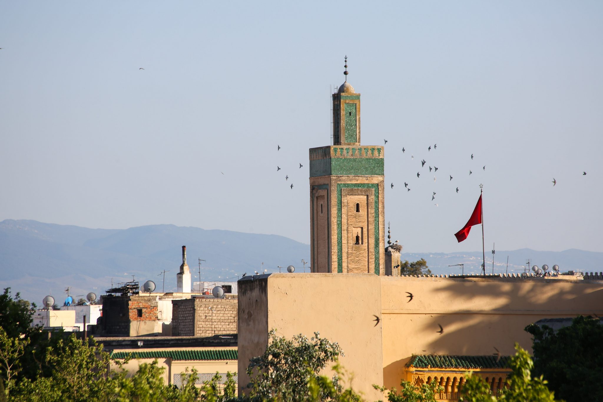 Swallows, Fez, Morocco