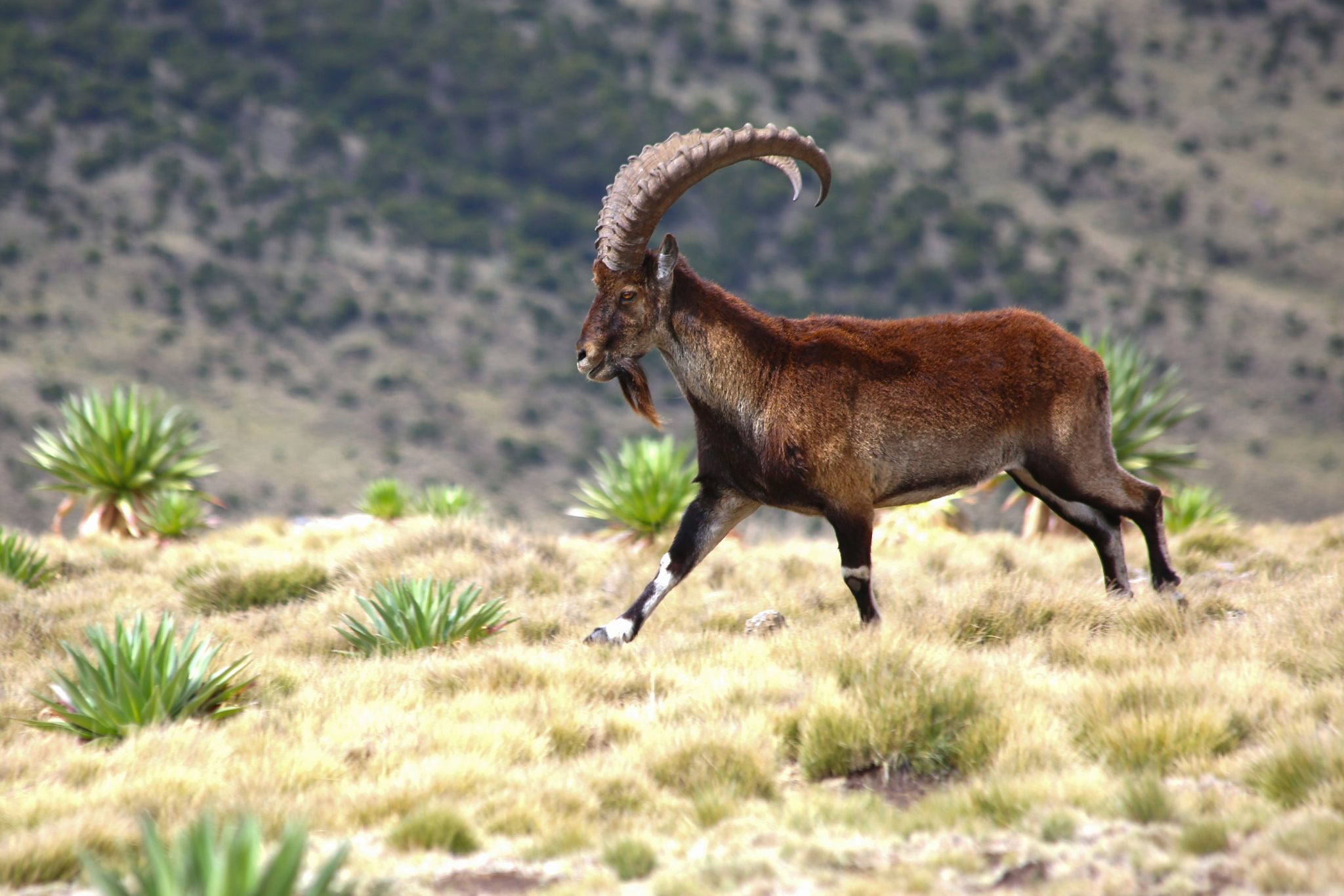 Walia Ibex, Simien Mountains National Park, Ethiopia
