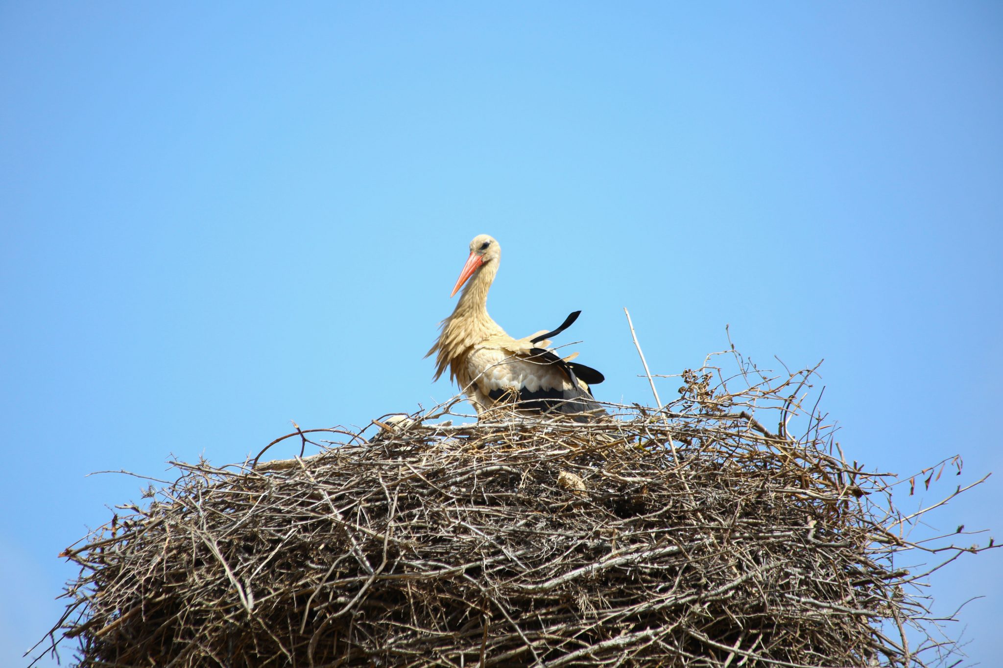 Stork, Chellah, Morocco