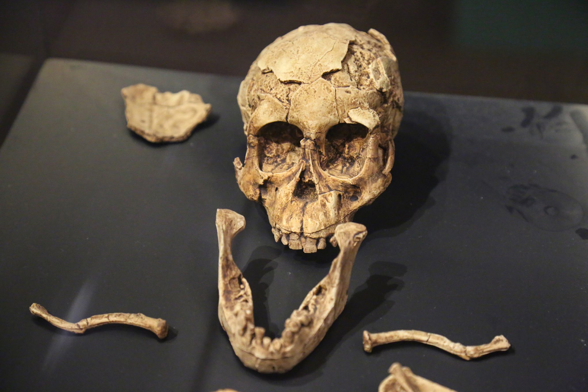 Skeletal remains, National Museum Of Ethiopia, Addis Ababa, Ethiopia