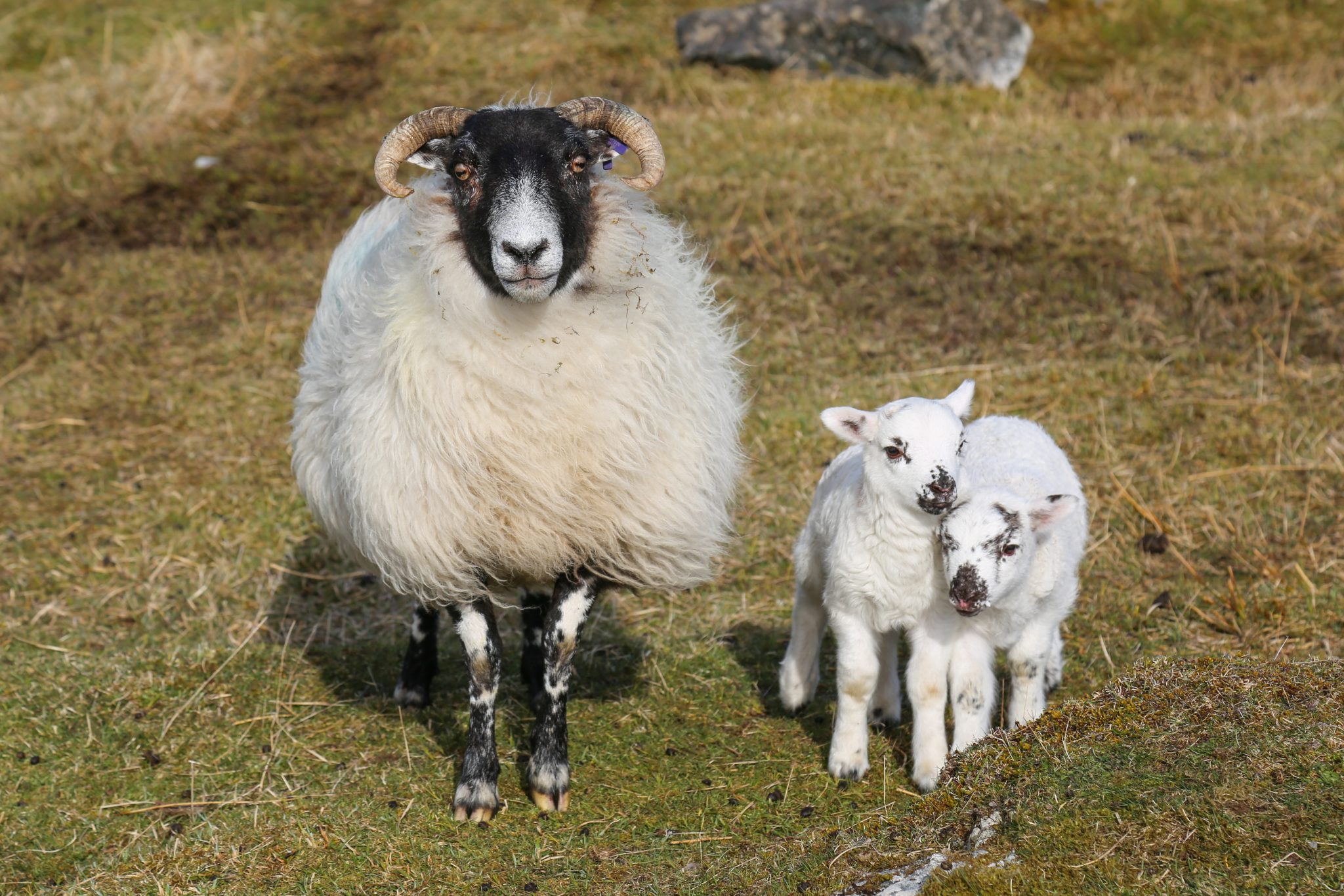Sheep, Harris, Scotland