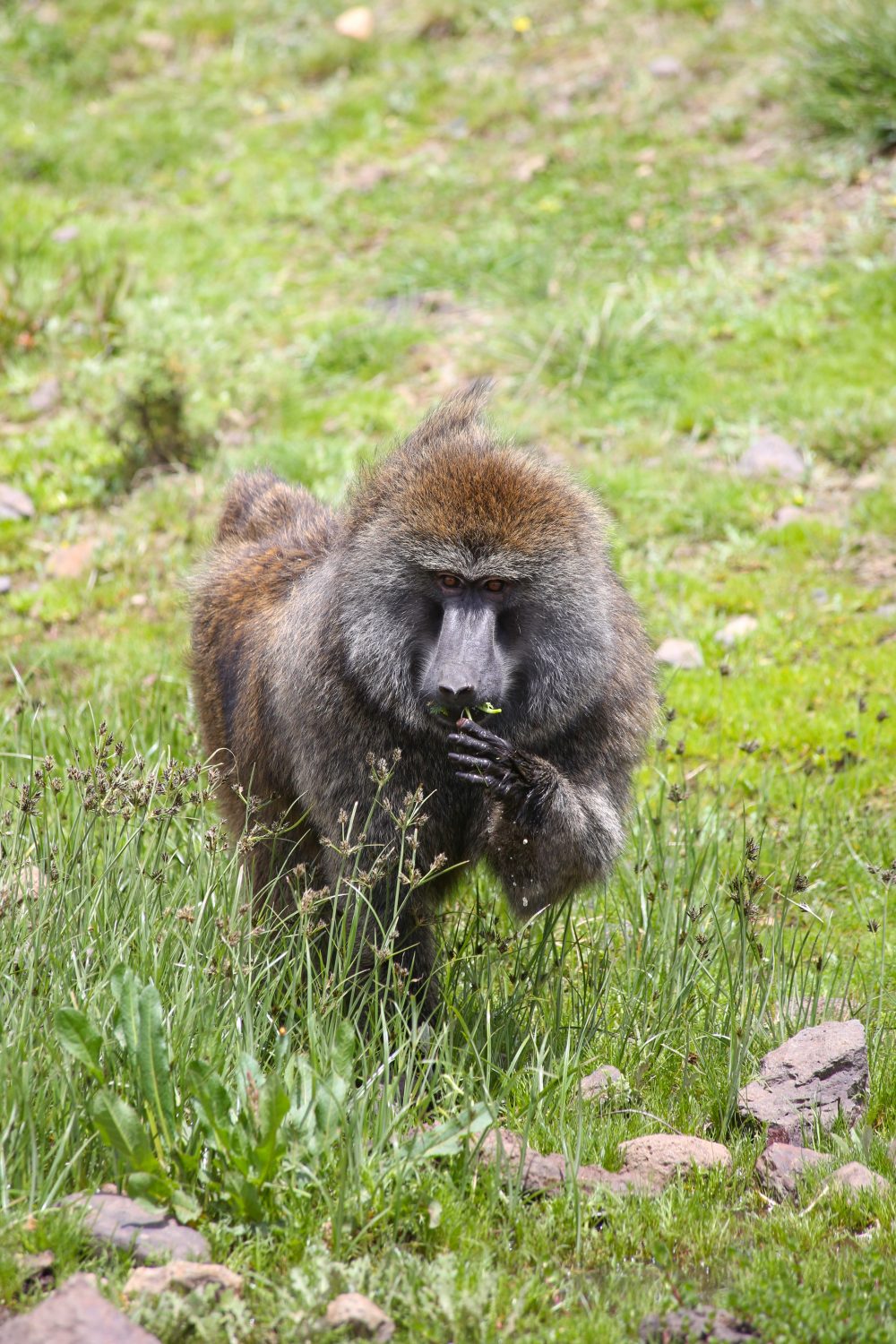 Baboon, Bale Mountains National Park, Ethiopia