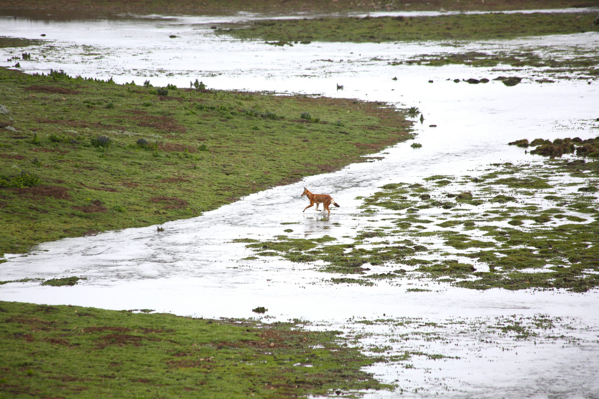 Ethiopian Wolf, Bale Mountains National Park, Ethiopia