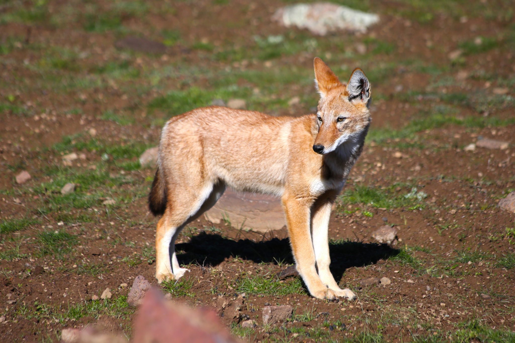 Ethiopian Wolf, Bale Mountains National Park, Ethiopia