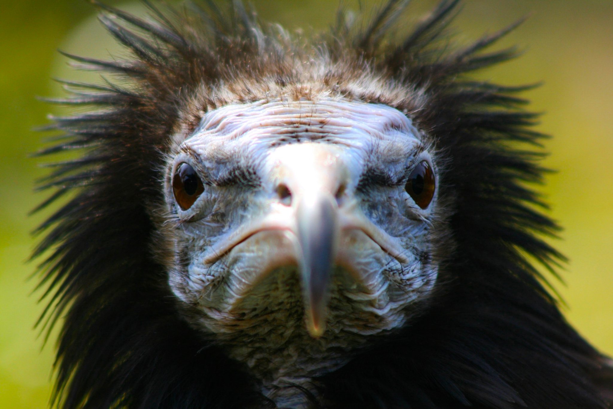 Egyptian vulture, Pokhara Lake, Nepal