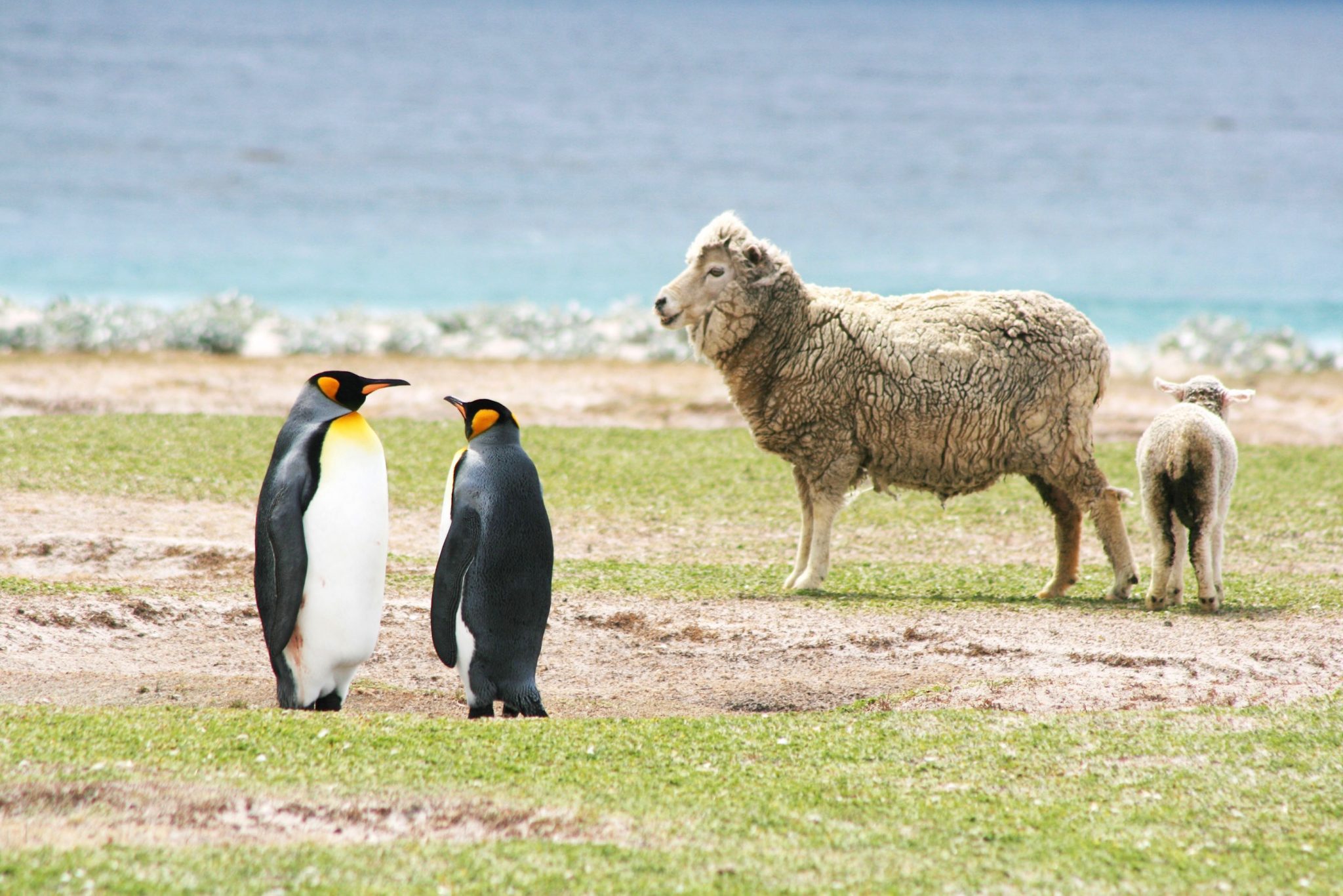 Emperor penguins and sheep, Volunteer Point, The Falklands
