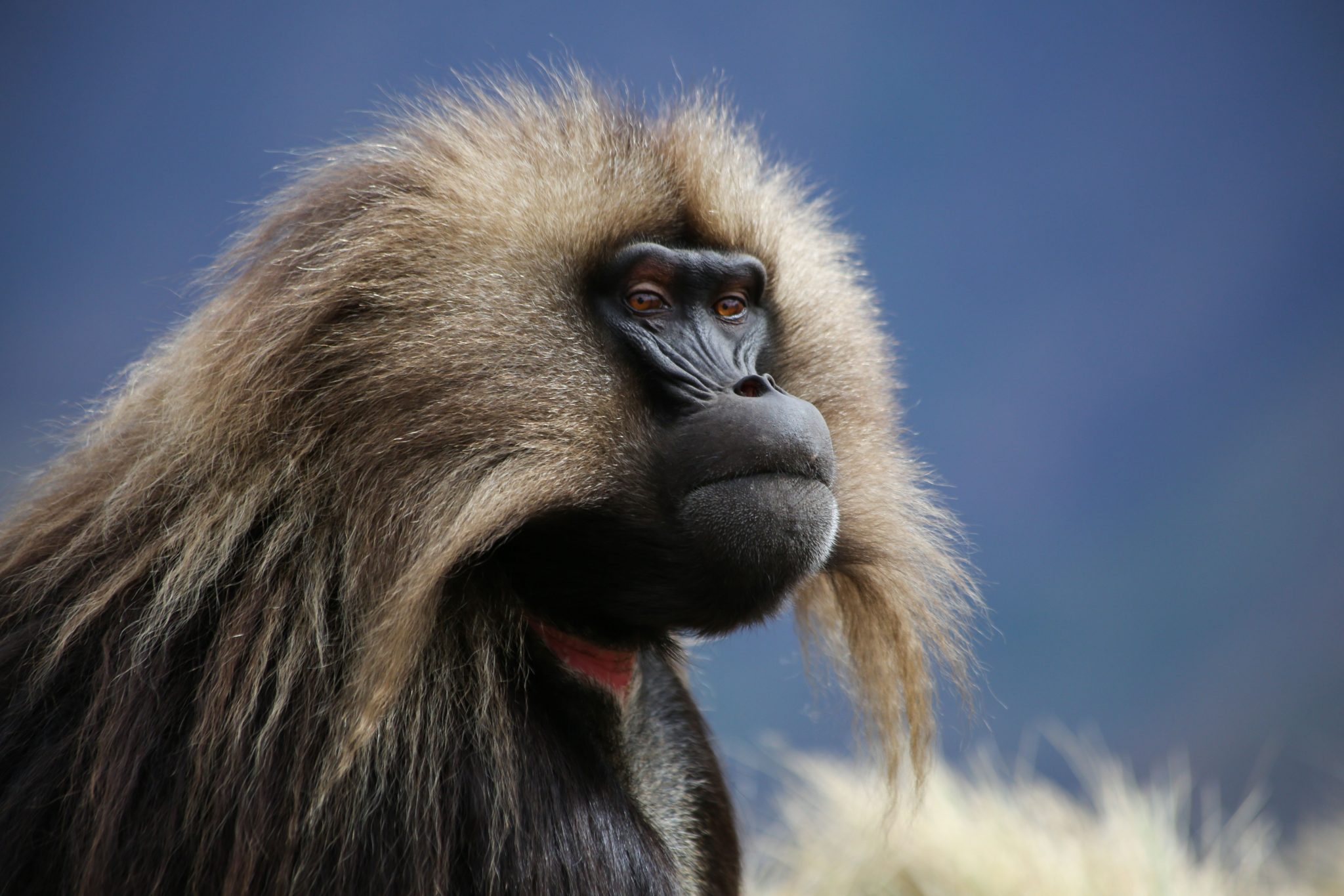 Gelada monkey, Simien Mountains National Park, Ethiopia