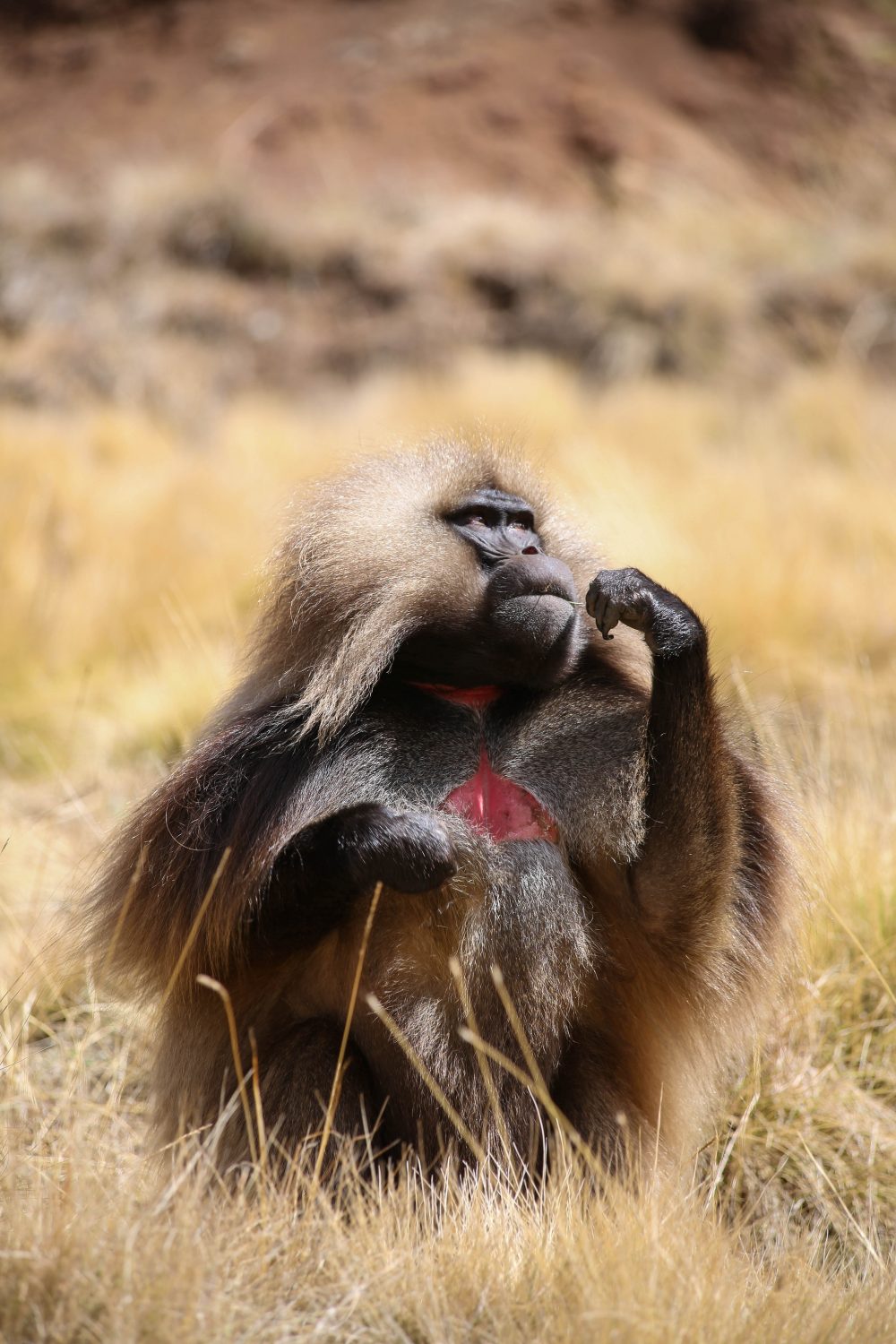 Gelada monkey, Simien Mountains National Park, Ethiopia