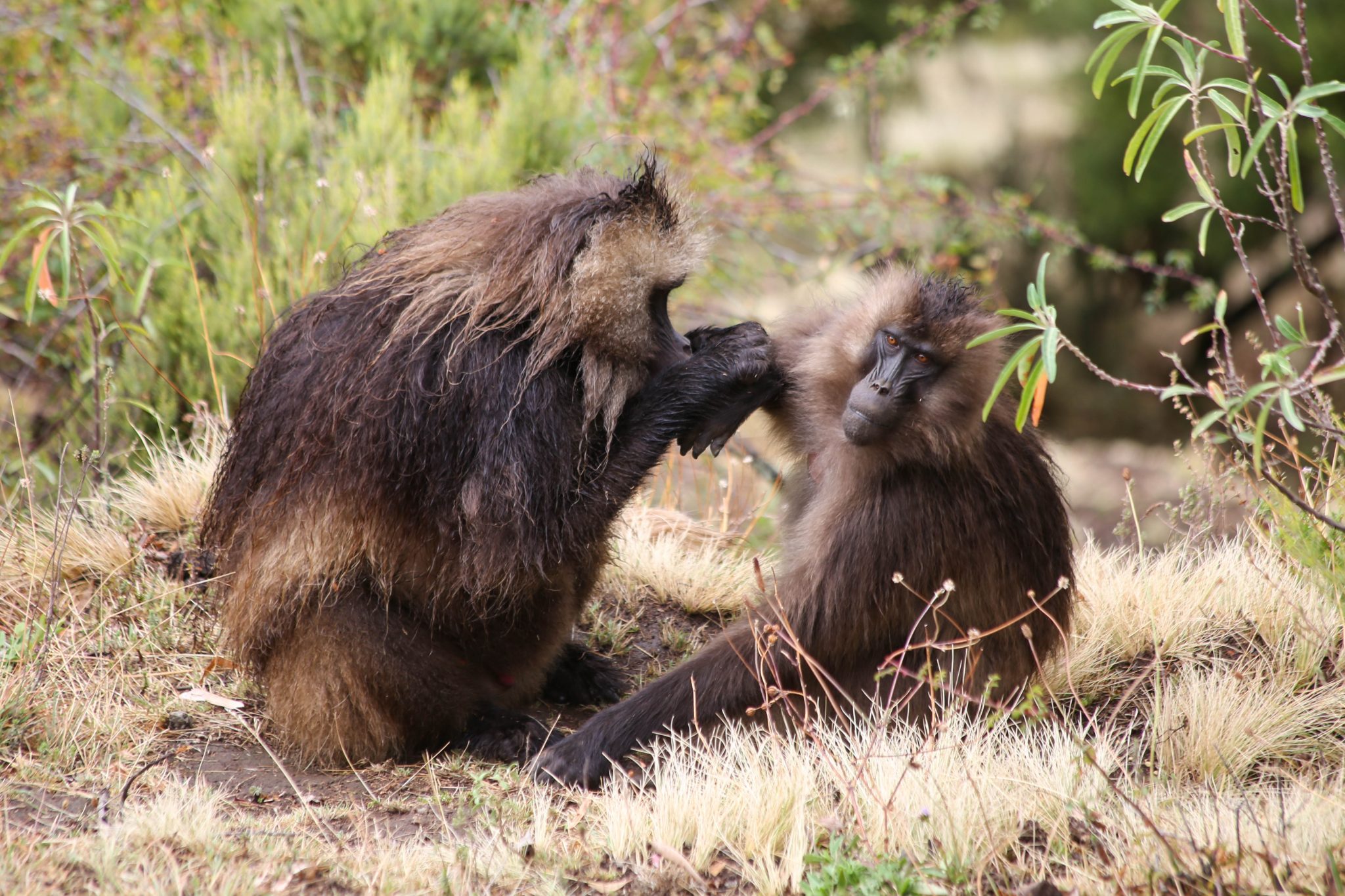 Gelada monkeys, Simien Mountains National Park, Ethiopia