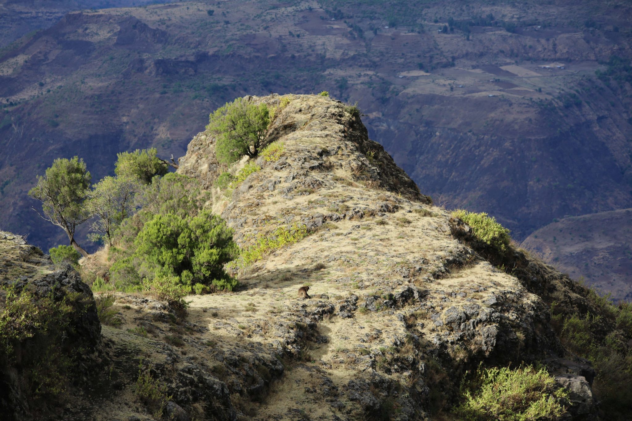 Gelada monkey, Simien Mountains National Park, Ethiopia
