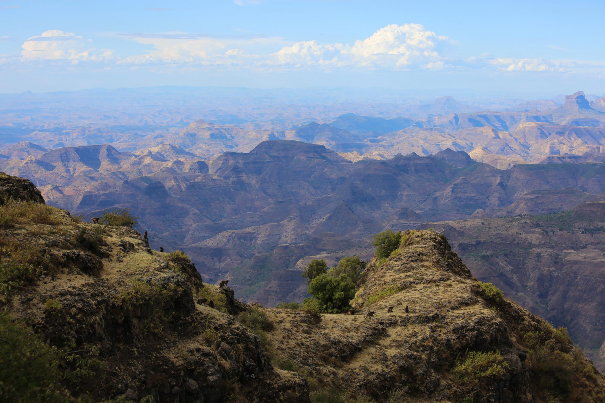 Gelada monkeys, Simien Mountains National Park, Ethiopia