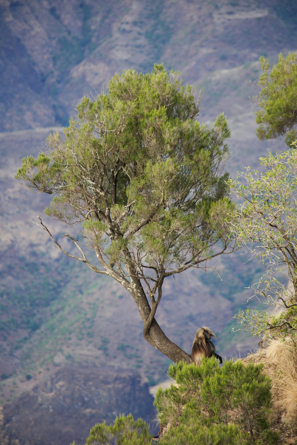 Gelada monkey, Simien Mountains National Park, Ethiopia