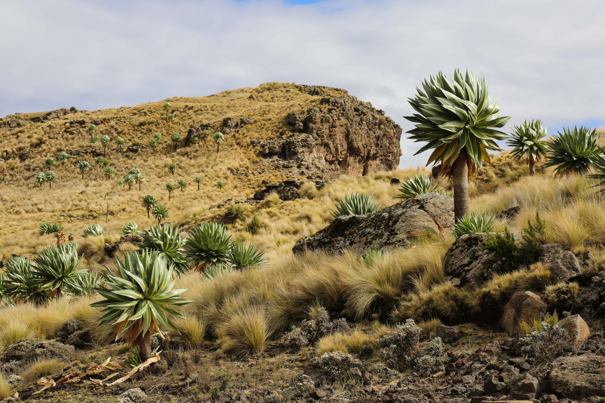 Lobelia trees, Simien Mountains National Park, Ethiopia
