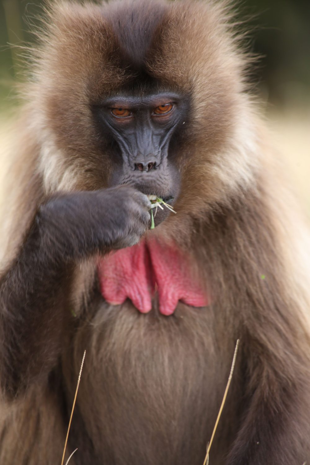 Gelada monkey, Simien Mountains National Park, Ethiopia
