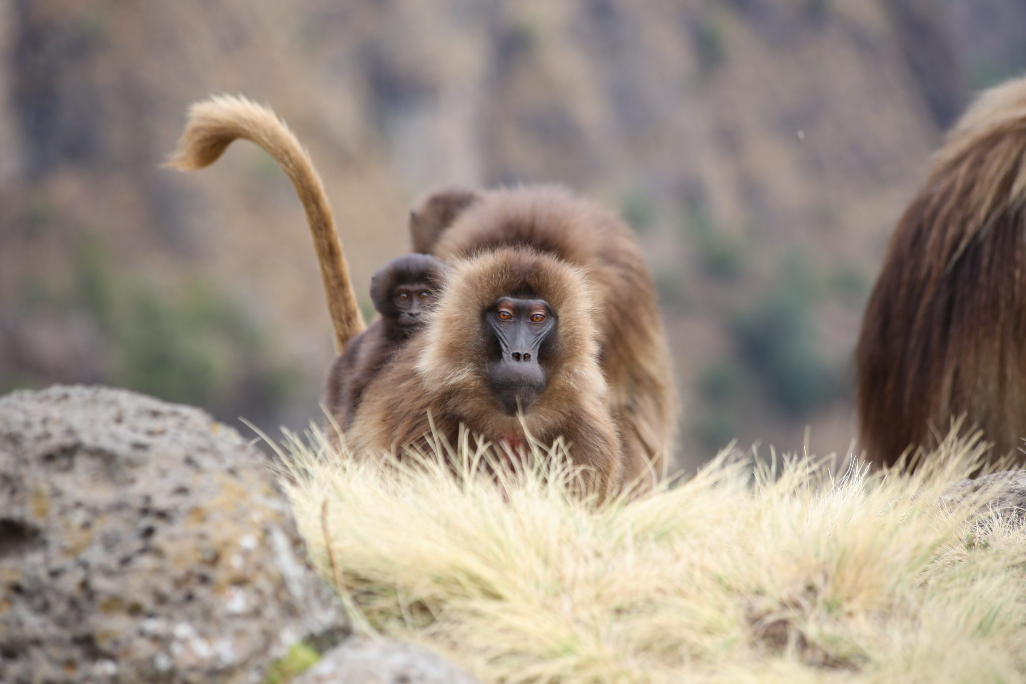 Gelada monkeys, Simien Mountains National Park, Ethiopia