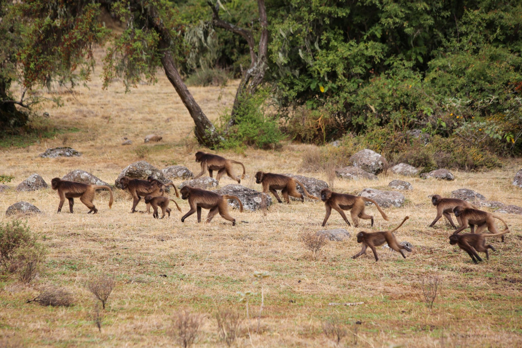 Gelada monkeys, Simien Mountains National Park, Ethiopia