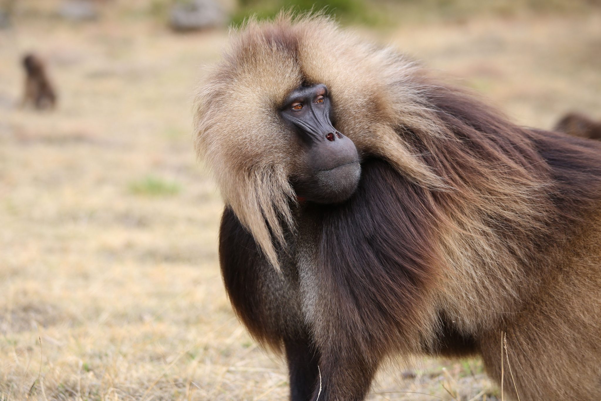 Gelada monkey, Simien Mountains National Park, Ethiopia